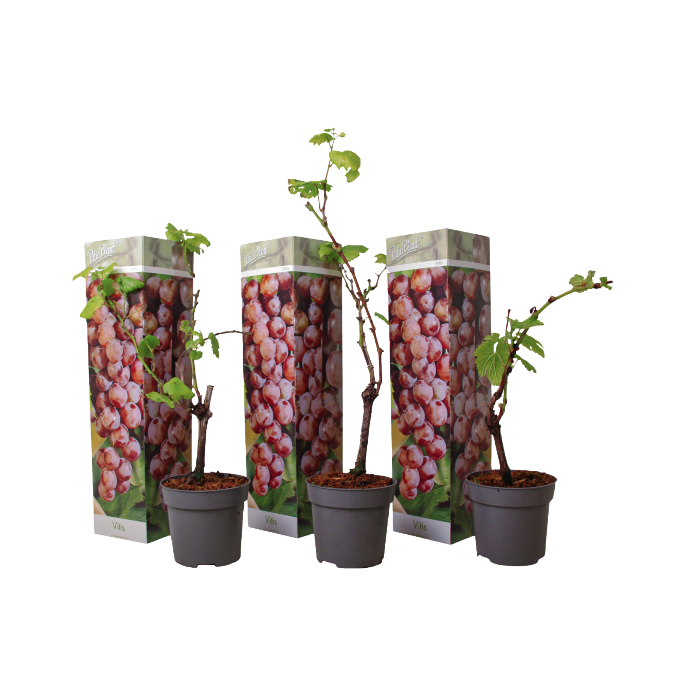 Druivenplant - Set van 3 - Vitis vinifera'pinot gris'- Hoogte 25-40cm -⌀9cm afbeelding