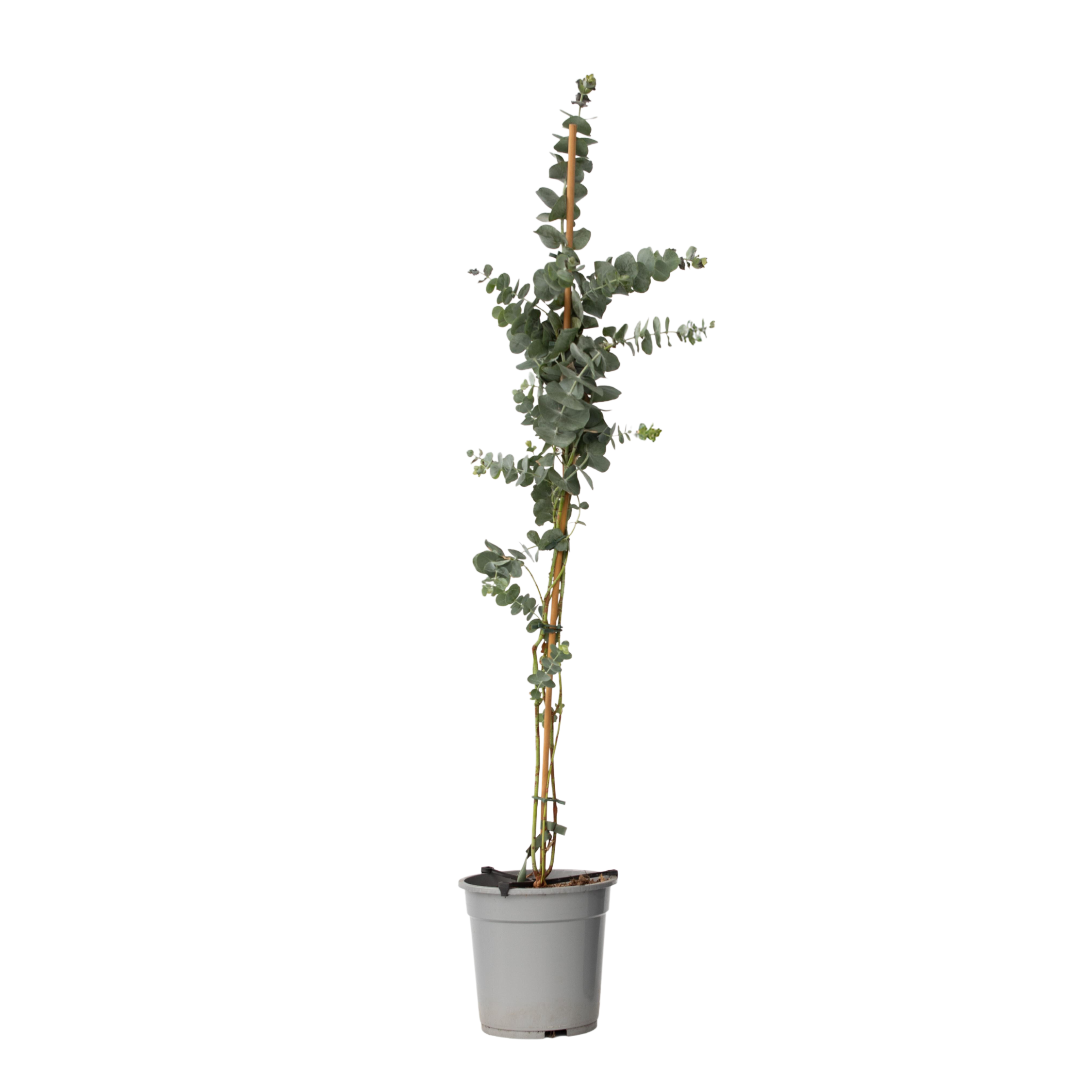Zilvereucalyptus - Eucalyptus cinerea'Silver Dollar'- Hoogte 90-110cm -⌀19cm afbeelding