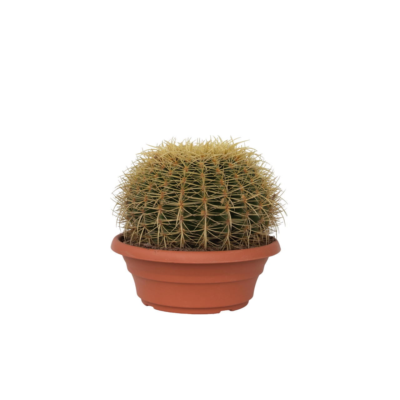 Schoonmoedersstoel - Echinocactus grusonii - Hoogte 25-35cm -⌀25cm afbeelding