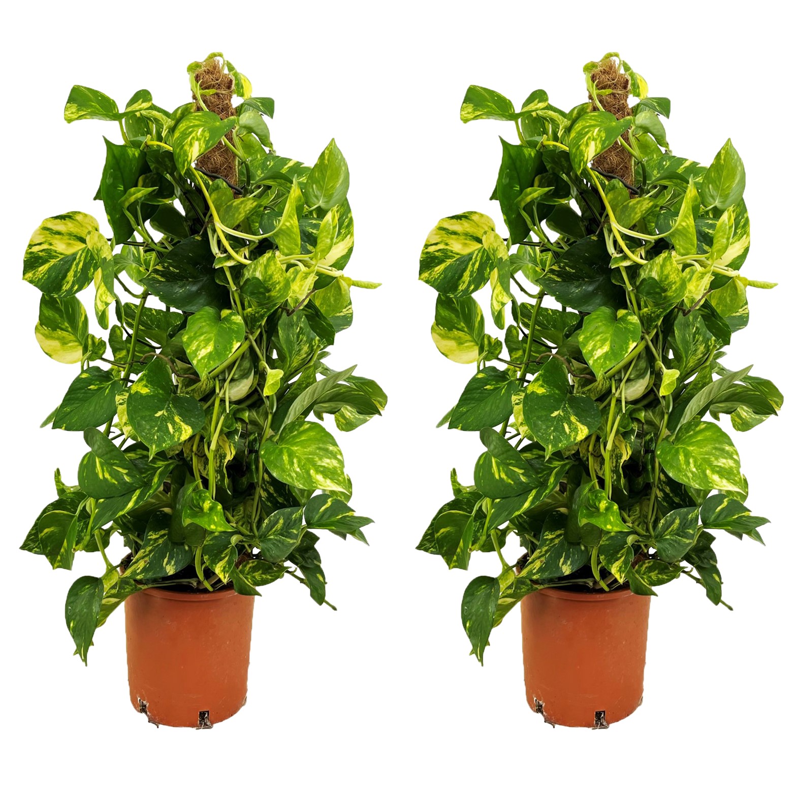 Drakenklimop - Set van 2 - Epipremnum'Aureum'- Hoogte 80-90cm -⌀21cm afbeelding