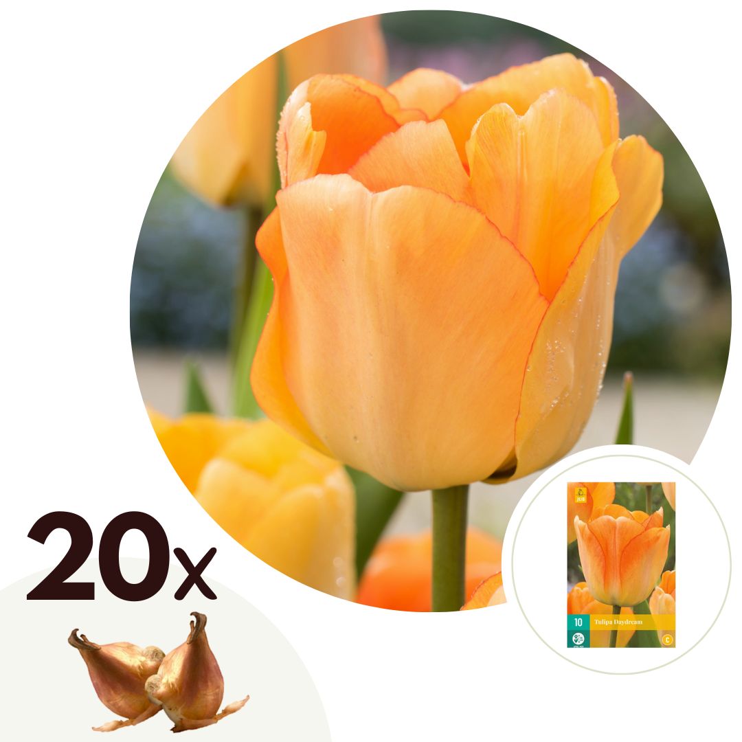 Tulpenbollen - Set van 20 - Tulipa'Daydream'- Bloembollen - Oranje afbeelding