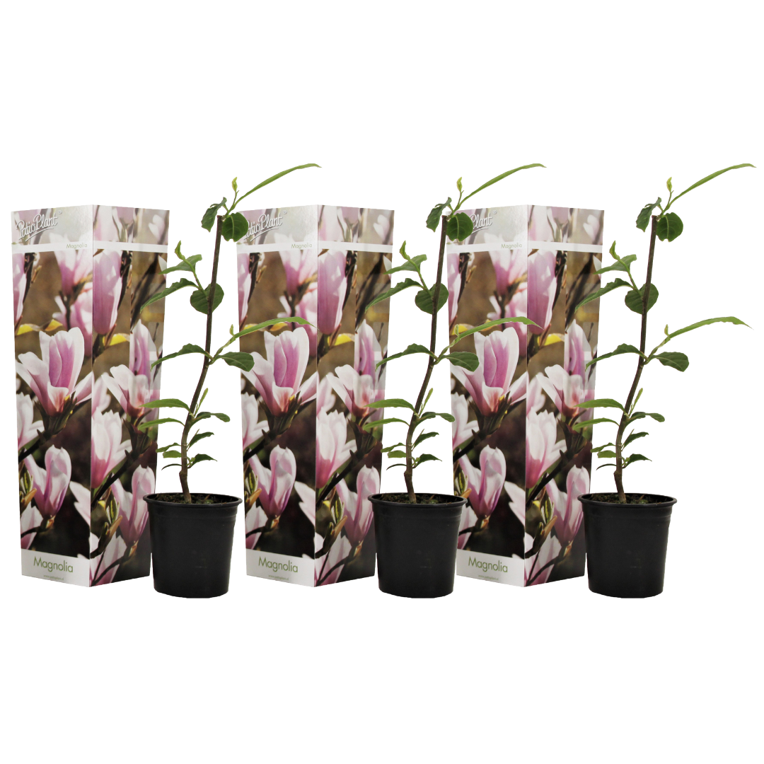 Beverboom - Set van 3 - Magnolia'Soulangea'- Hoogte 25-40cm -⌀9cm afbeelding