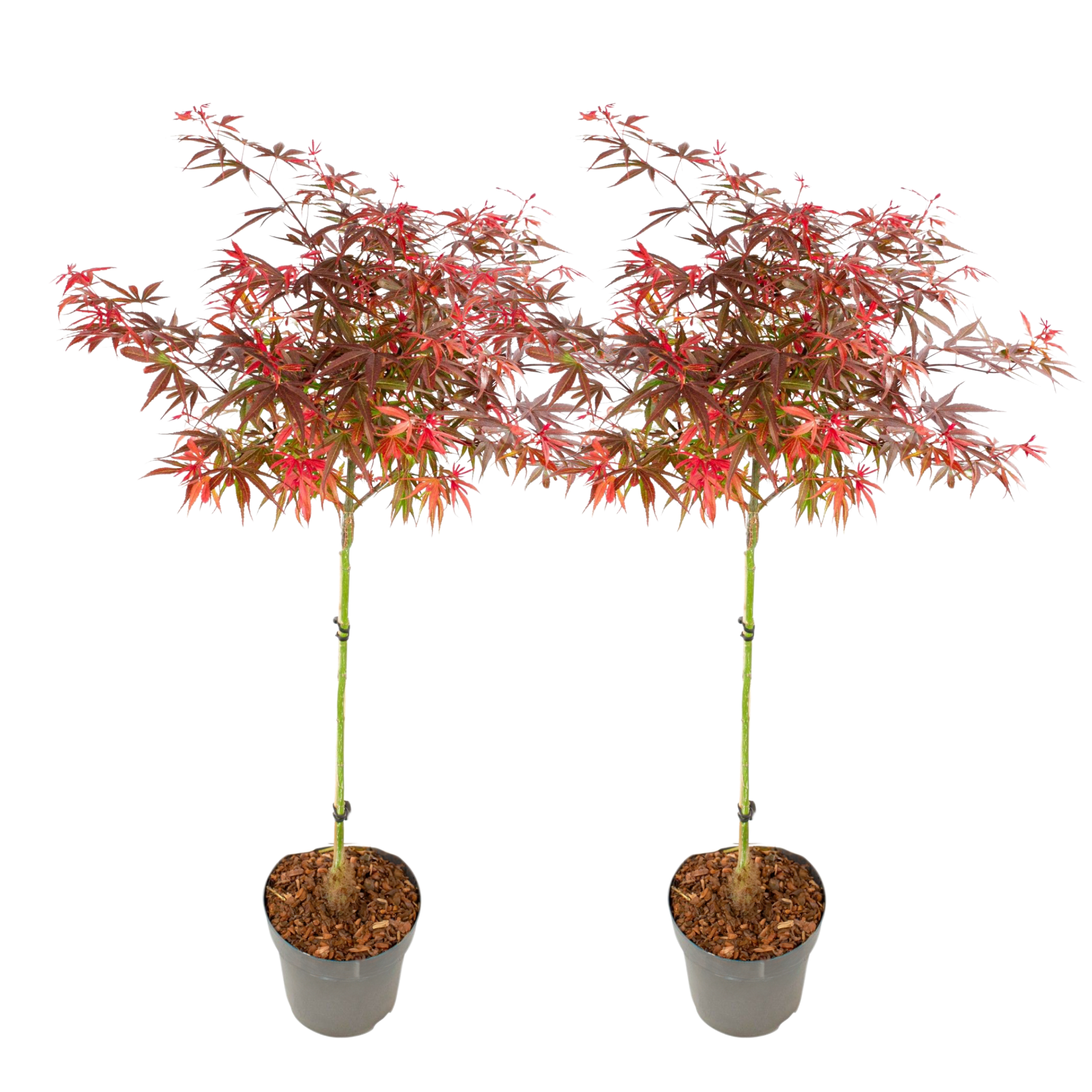 Japanse Esdoorn - Set van 2 - Acer palmatum'Shaina'- Hoogte 80-90cm -⌀19cm afbeelding