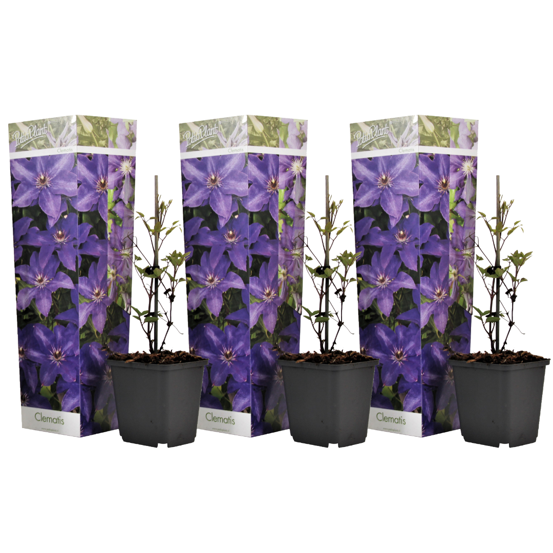 Bosrank - Set van 3 - Clematis'The President'- Hoogte 25-40cm -⌀9cm afbeelding