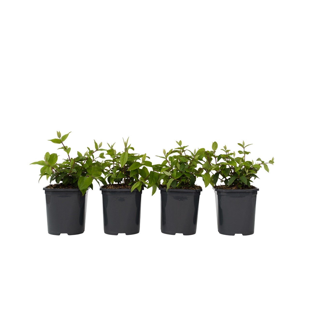 Bruidsbloem - Set van 4 - Deutzia'Strawberry Fields'- Hoogte 25-40cm -⌀17cm afbeelding