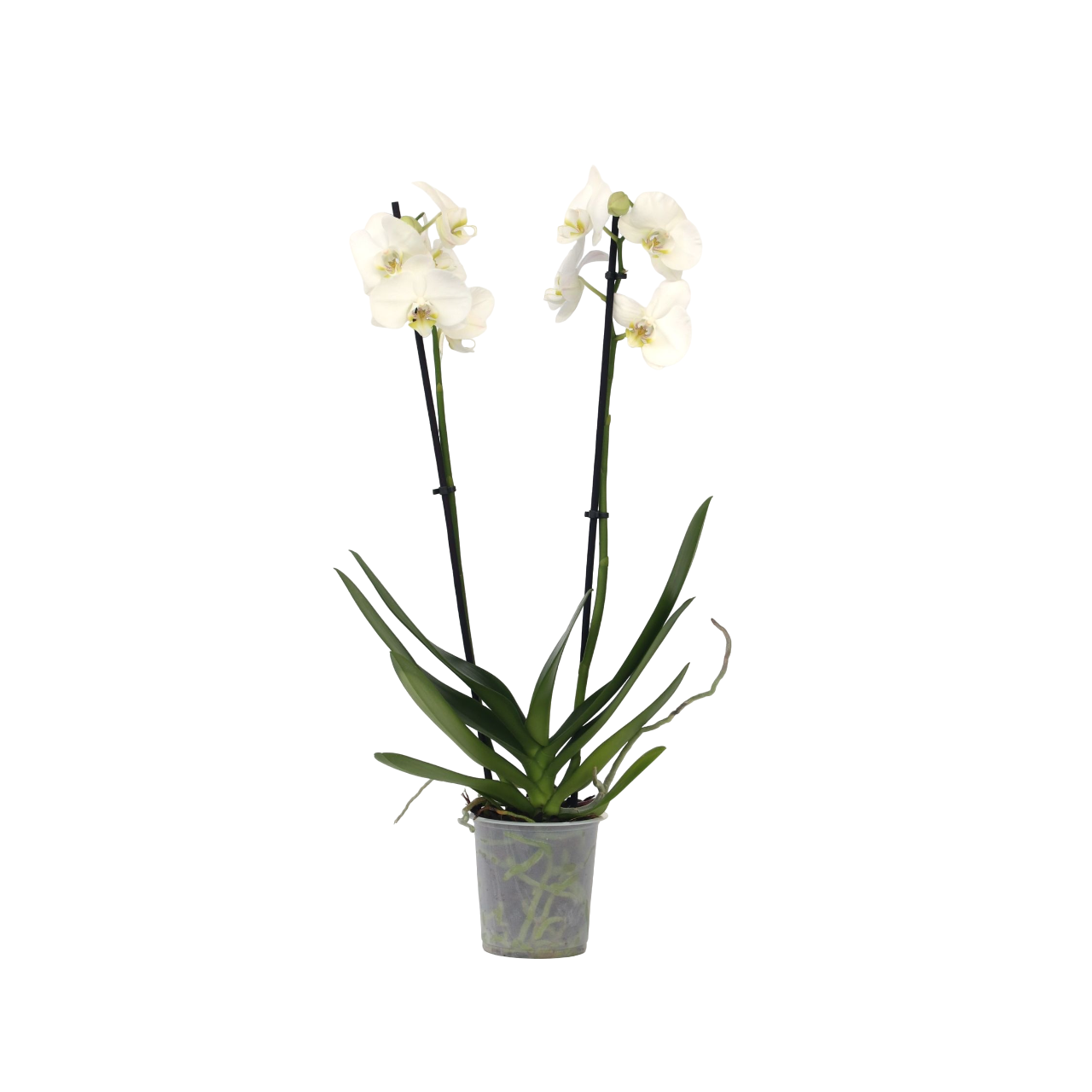 Orchidee - Phalaenopsis - Hoogte 50-60cm -⌀12cm afbeelding