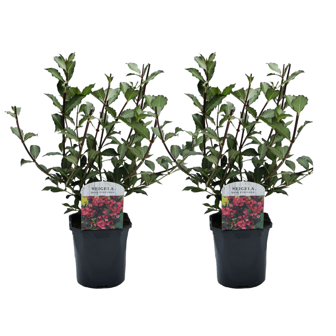Haagplant - Set van 2 - Weigela florida'Nana Purpurea'- Hoogte 25-40cm -⌀17cm afbeelding