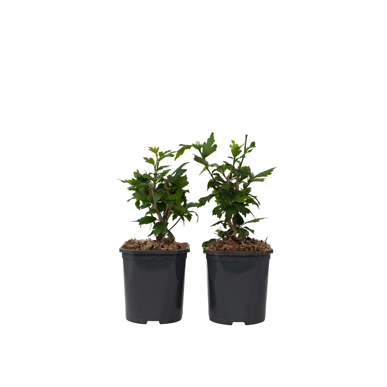 Altheastruik - Set van 2 - Hibiscus'Oiseau Blue'- Hoogte 25-40cm -⌀17cm afbeelding
