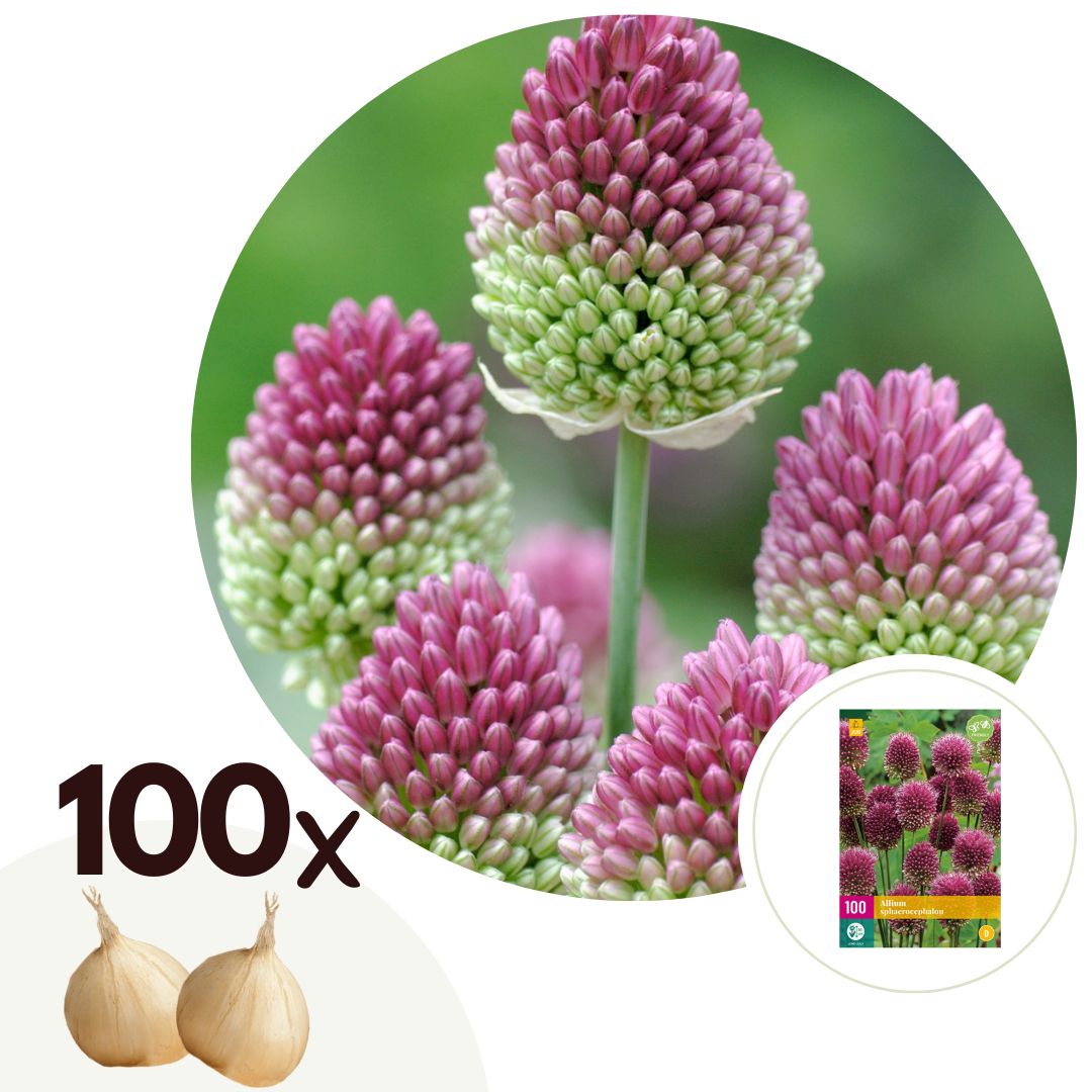 Alliumbollen - Set van 100 - Allium'Sphaerocephalon'- Bloembollen - Paars afbeelding