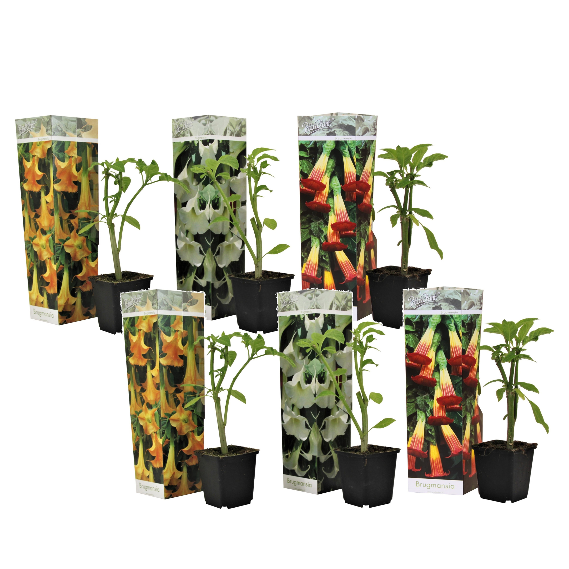 Engelentrompet - Set van 6 - Brugmansia - Hoogte 25-40cm -⌀9cm afbeelding