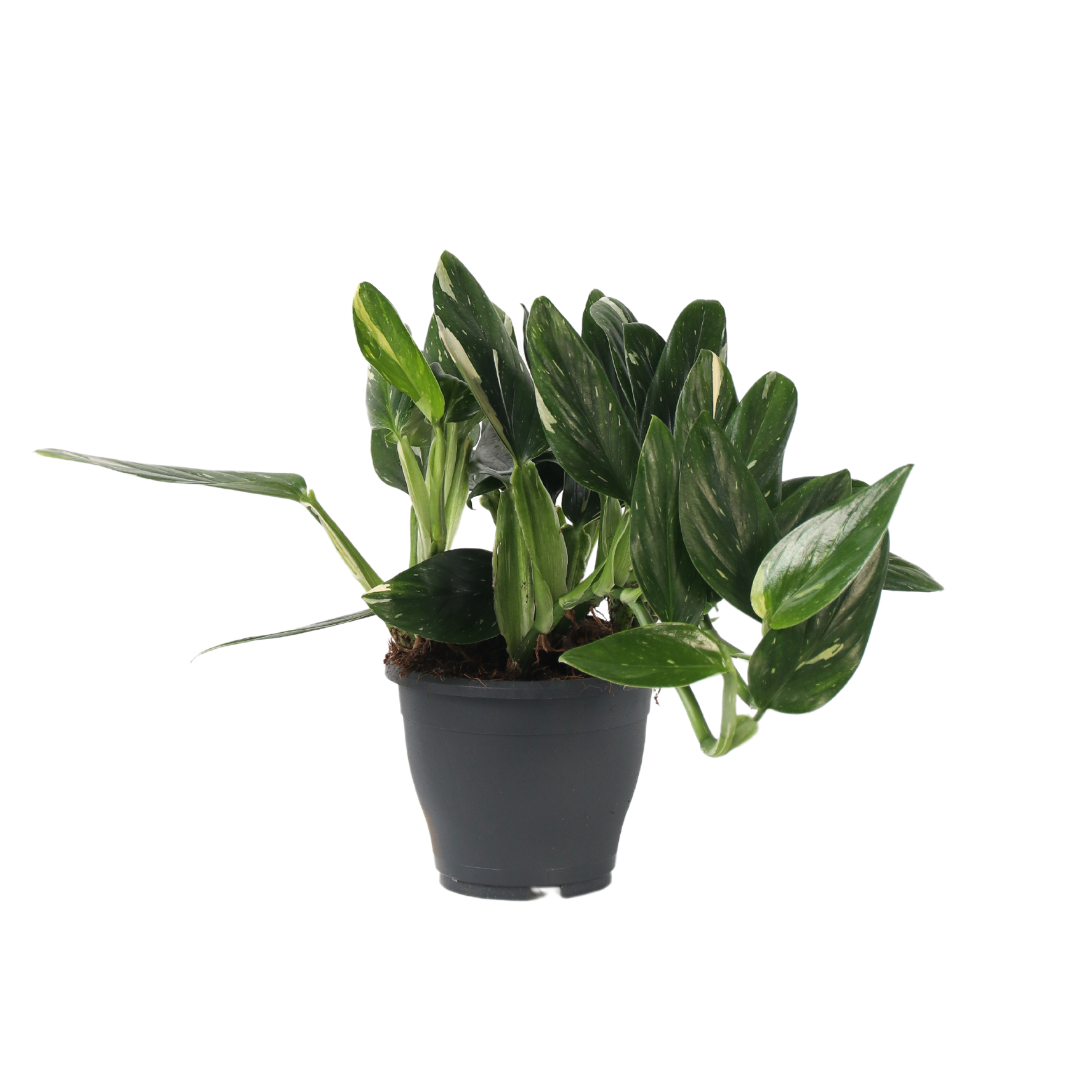 Philodendron - Philodendron Cobra - Hoogte 55-65cm -⌀19cm afbeelding