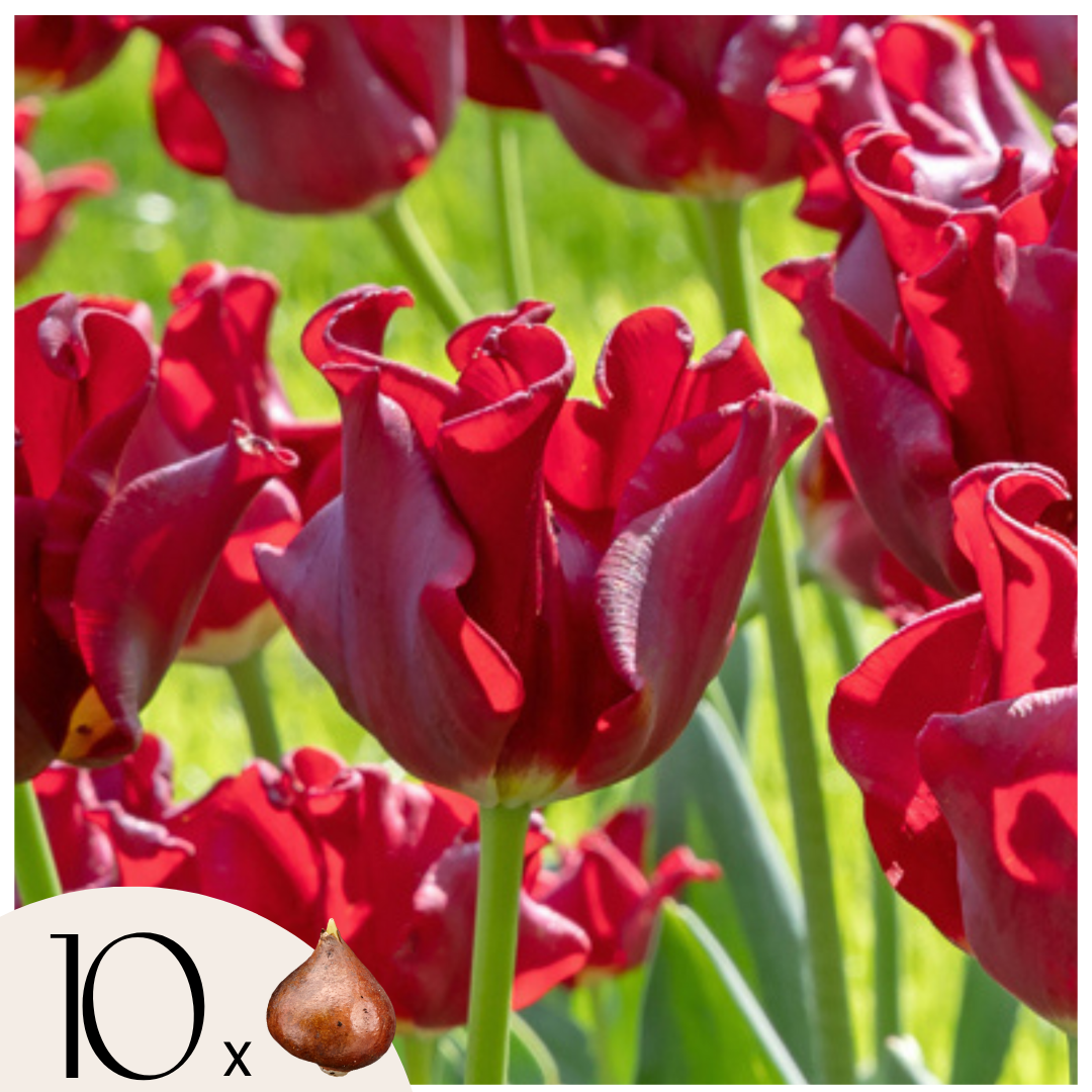 Tulpenbollen'Red Dress'- Set van 10 stuks - Winterhard&meerjarig afbeelding