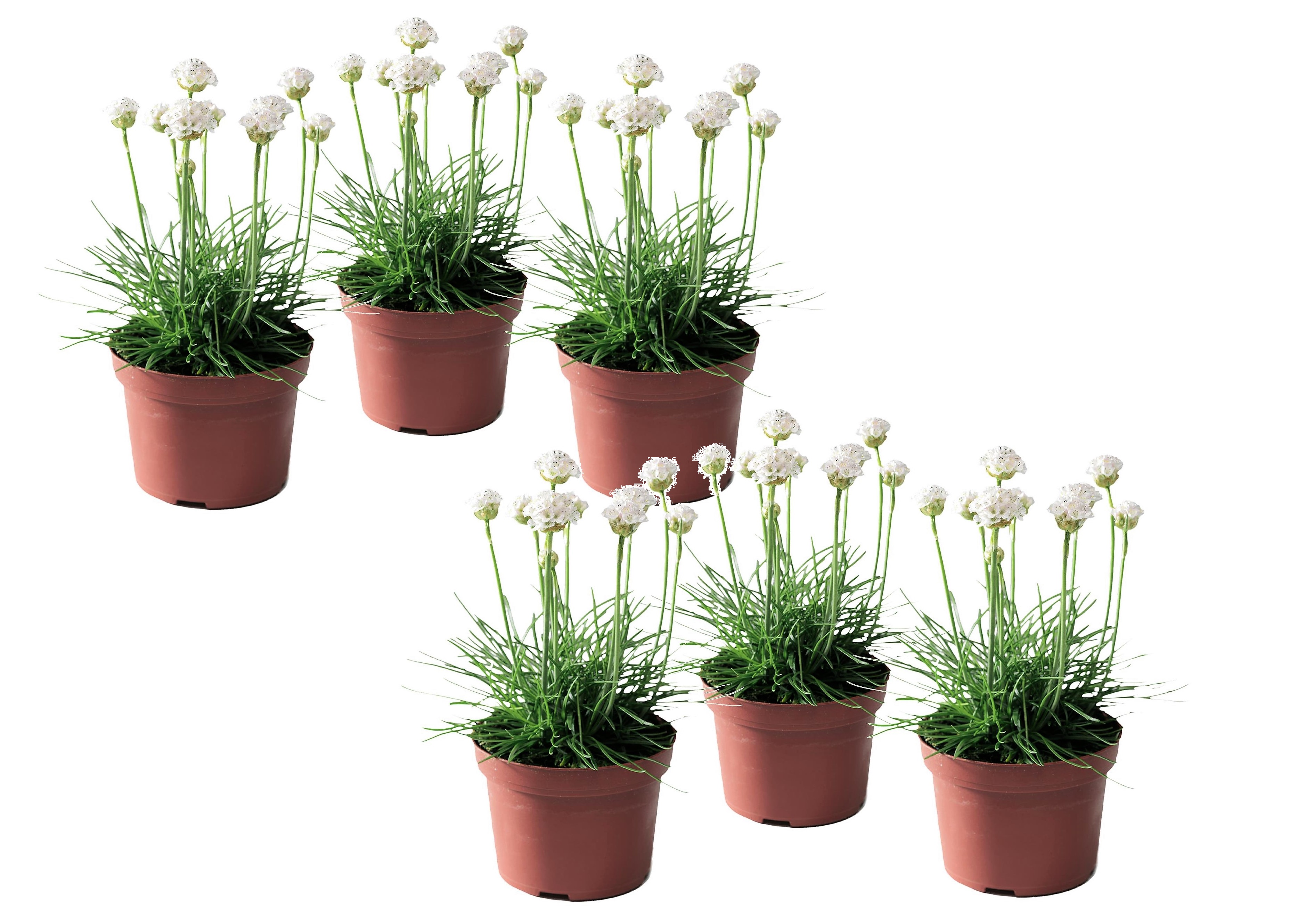 Engels gras - Set van 6 - Armeria maritima'Deep White'- Hoogte 20-30cm -⌀12cm afbeelding