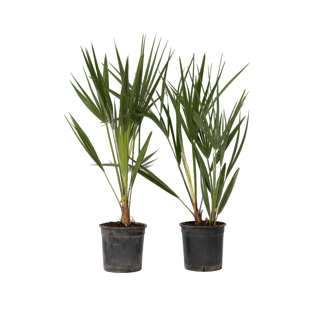 Dwergpalm - Set van 2 - Chamaerops humilis - Hoogte 50-60cm -⌀15cm afbeelding