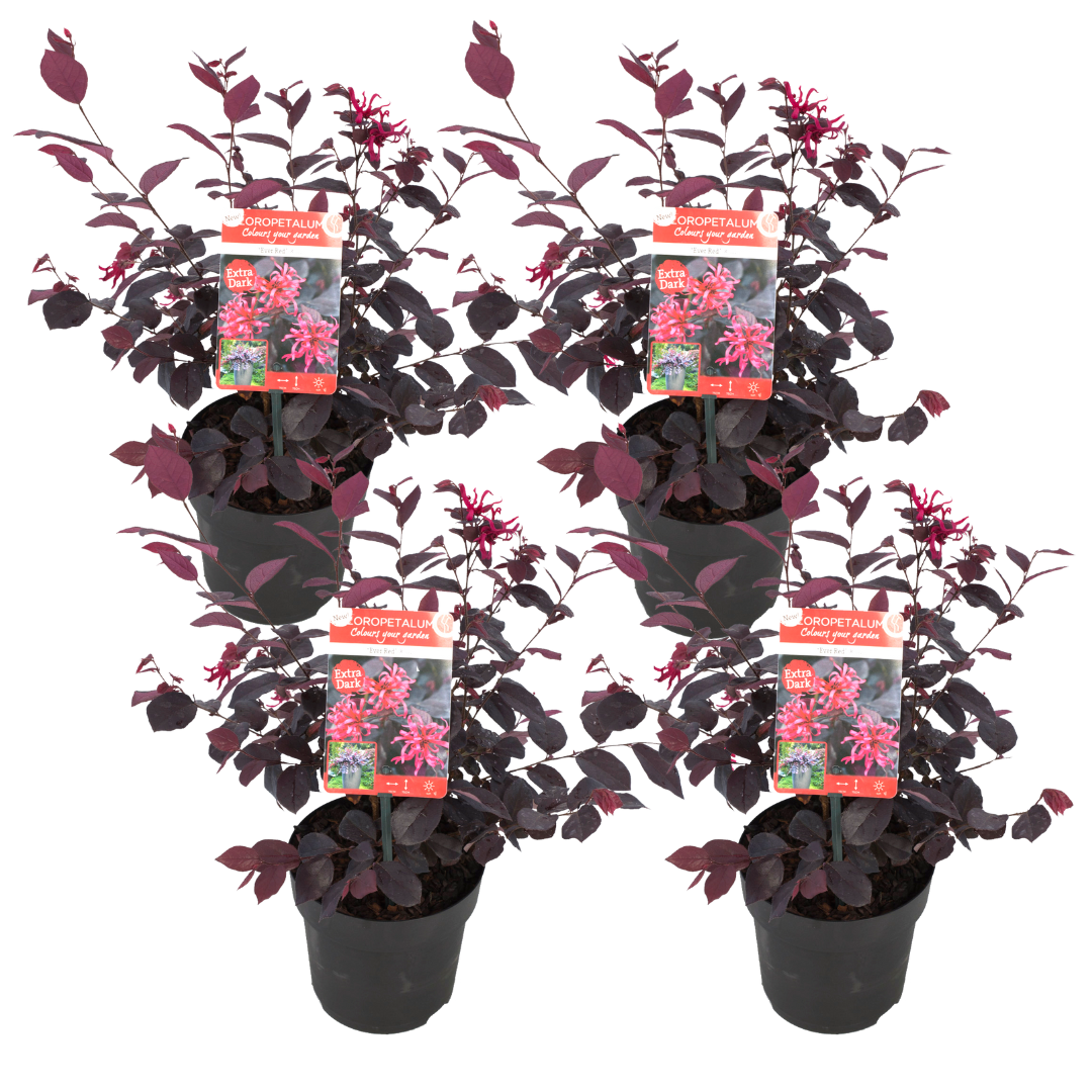 Heksenstruik - Set van 4 - Loropetalum'Ever Red'- Hoogte 25-35cm -⌀13cm afbeelding