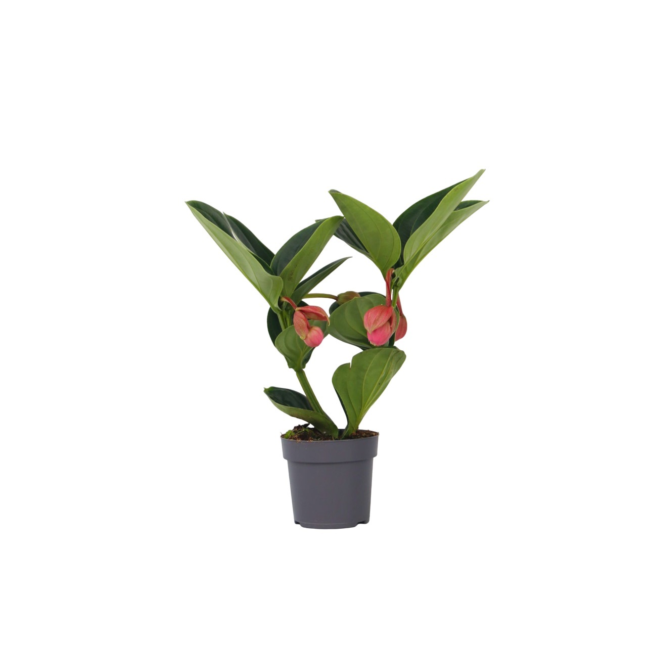 Trosbloem - Medinilla magnifica - Hoogte 40-50cm -⌀14cm afbeelding