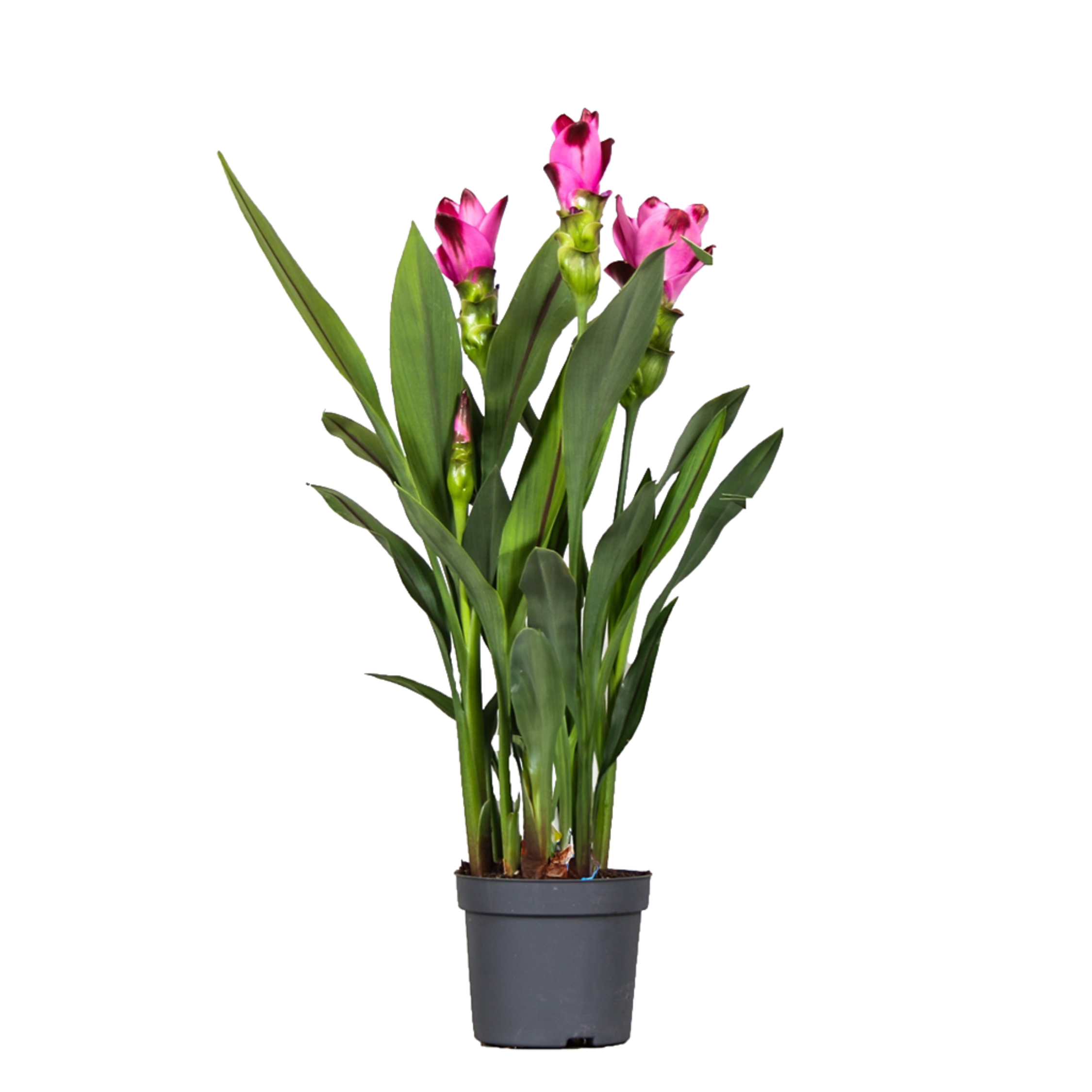 Siamese tulp - Curcuma'Siam Splash'- Roze - Hoogte 40-60cm -⌀13cm afbeelding