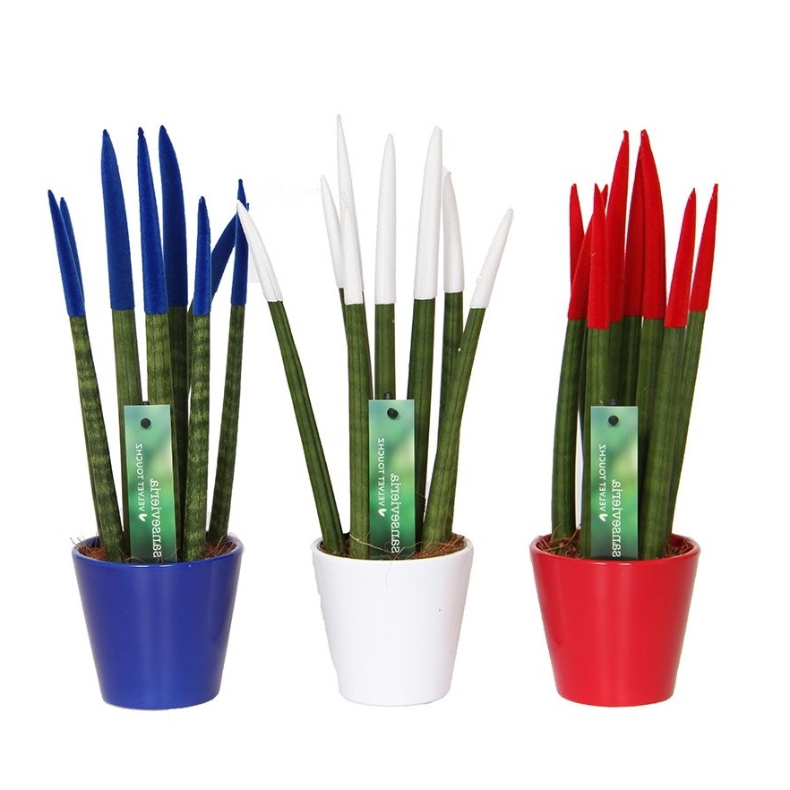 Vrouwentong - Set van 3 - Sansevieria cylindrica - Hoogte 20-40cm -⌀9cm afbeelding