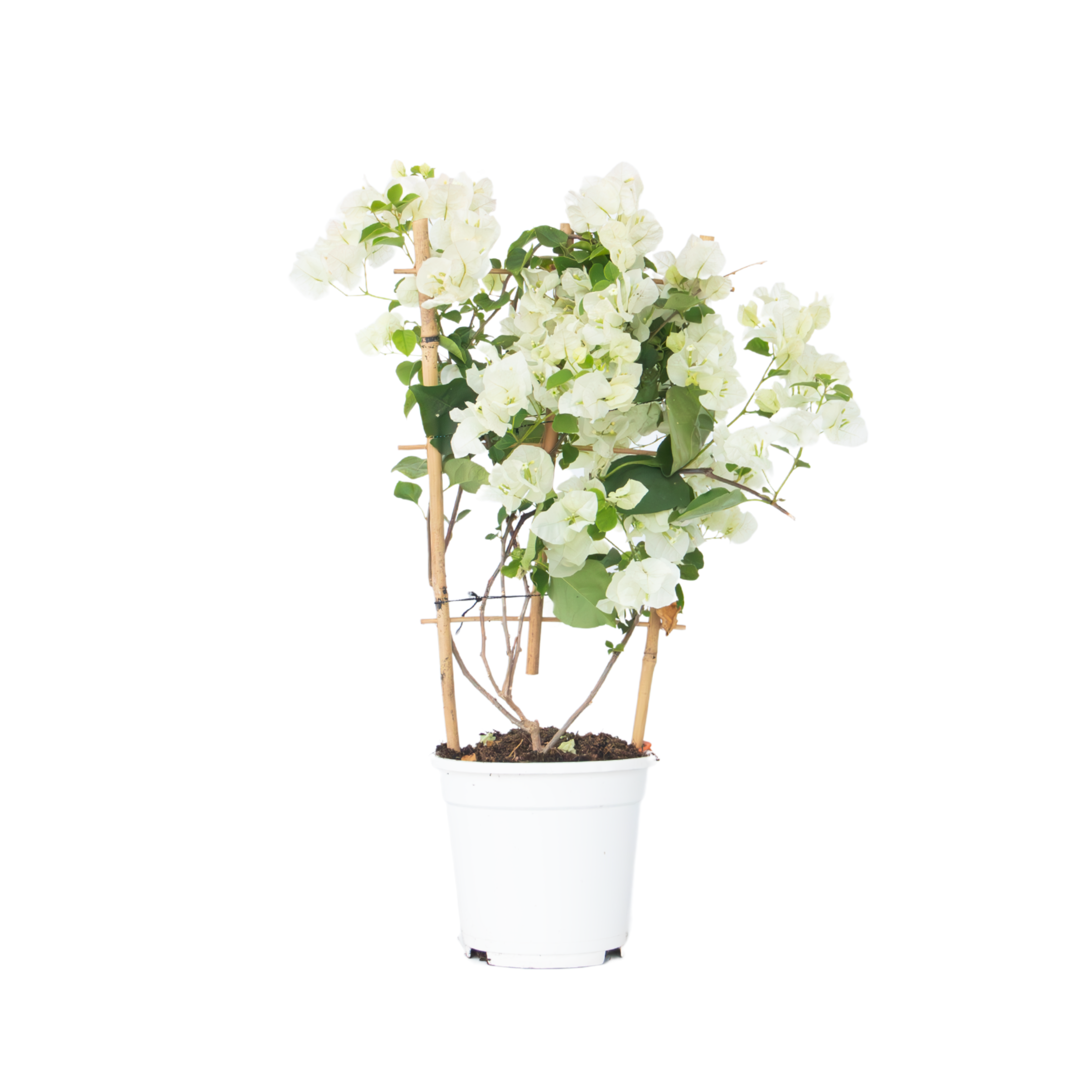 Bougainville - Bougainvillea'Dania'- Hoogte 50-60cm -⌀17cm afbeelding