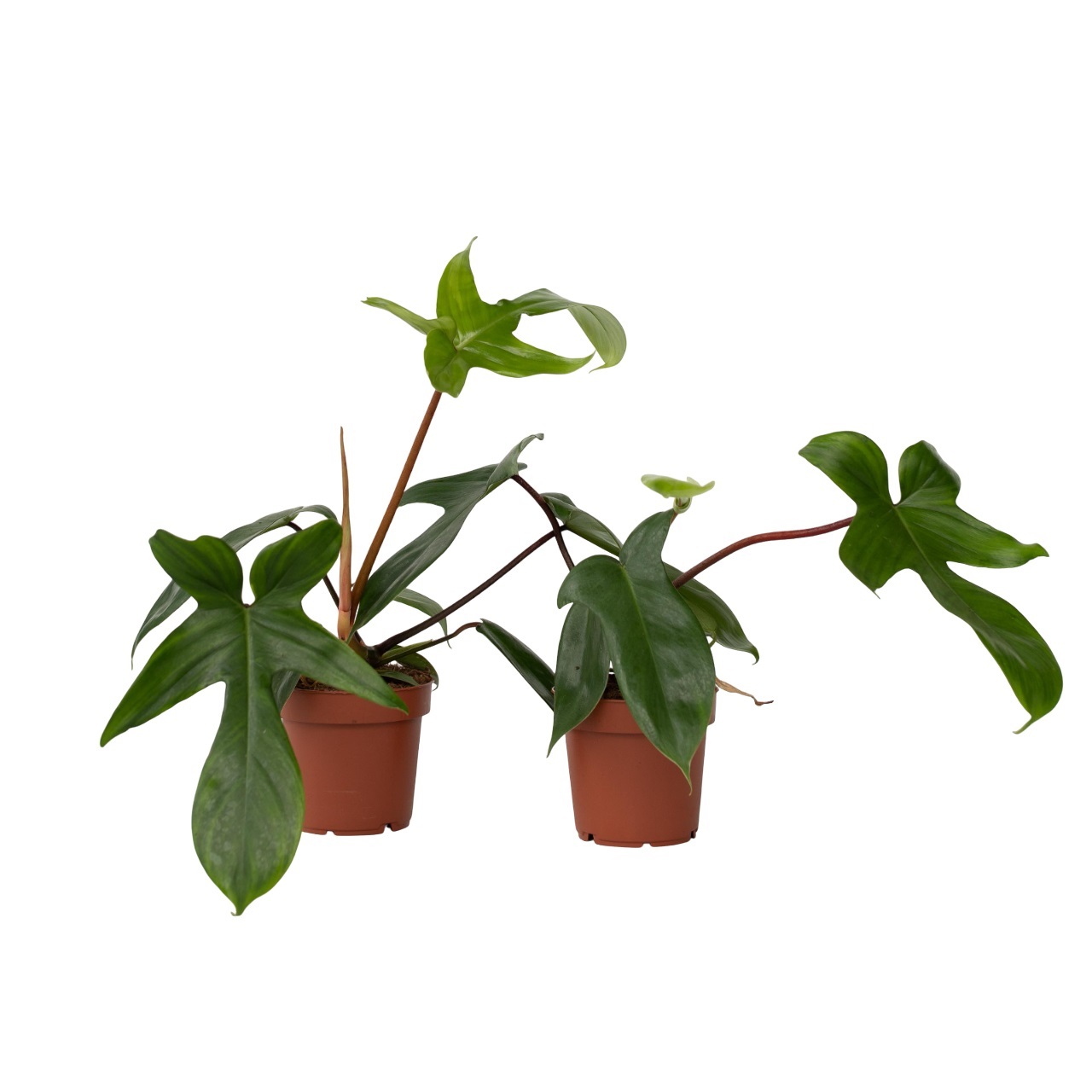 Philodendron - Set van 2 - Philodendron'Florida Green'- Hoogte 20-30cm -⌀12cm afbeelding