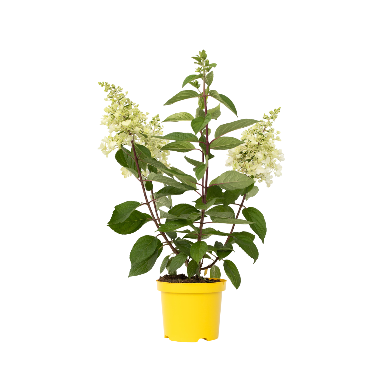 Pluimhortensia - Hydrangea paniculata'Candlelight'- Hoogte 25-40cm -⌀19cm afbeelding