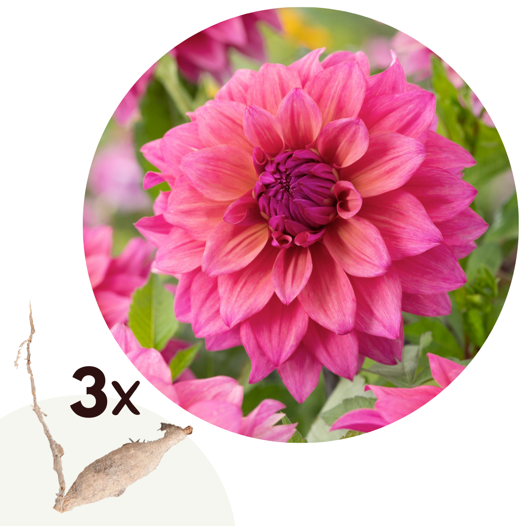 Dahliaknollen - Set van 3 - Dahlia'Feline Yvonne'- Roze afbeelding