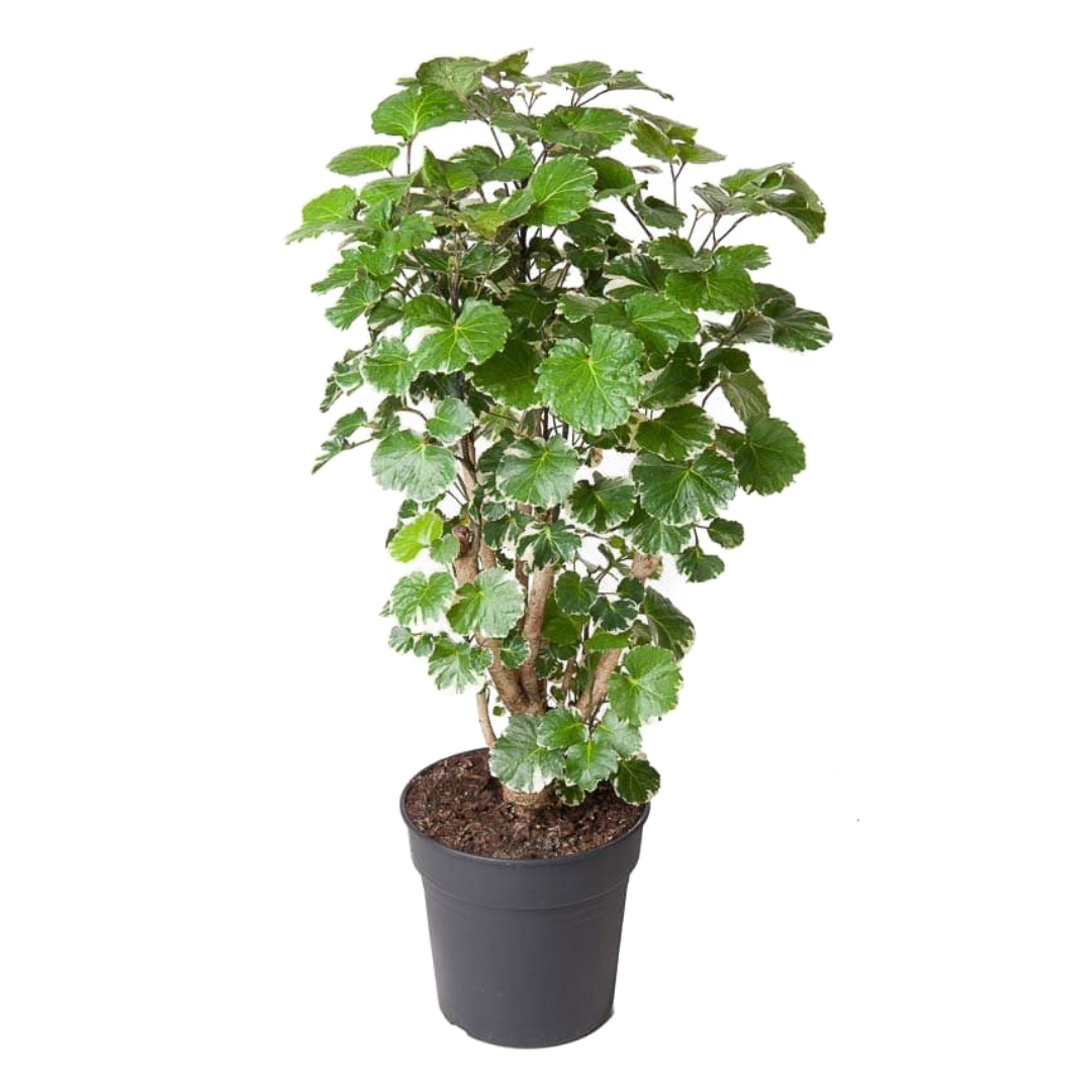 Aralia - Polyscias'Balfouriana'- Hoogte 70-80cm -⌀19cm afbeelding