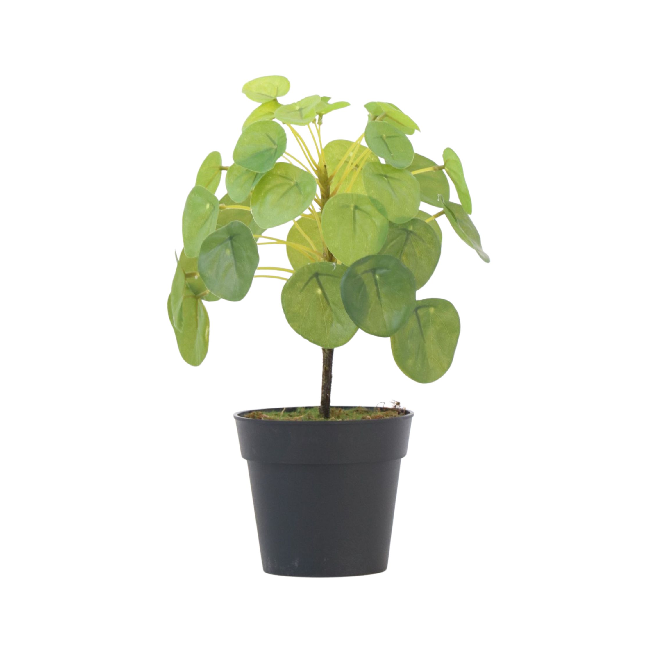 Kunstplant Pilea peperomioides - Hoogte 25cm afbeelding