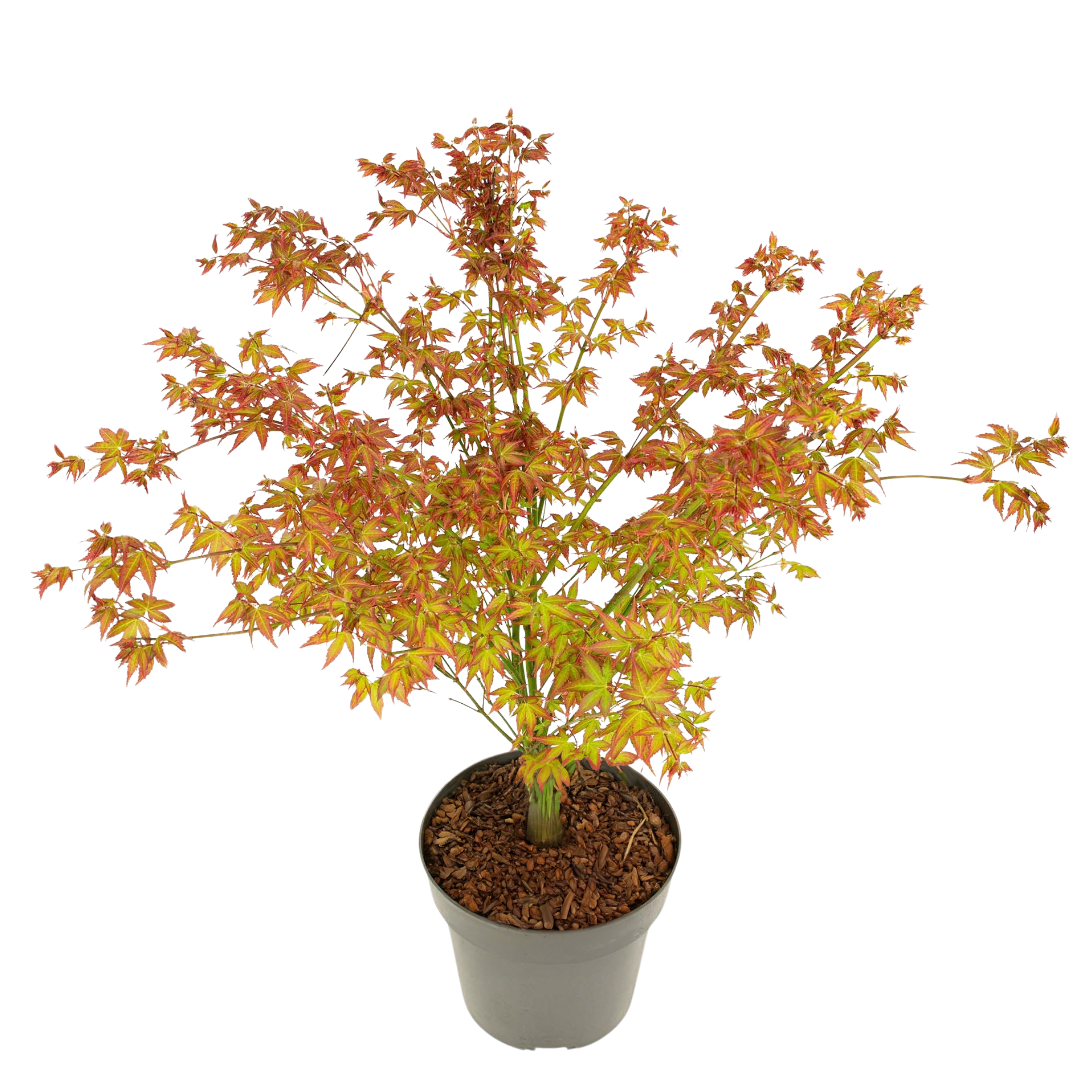 Japanse Esdoorn - Acer palmatum'Little Princess'- Hoogte 45-55cm -⌀19cm afbeelding