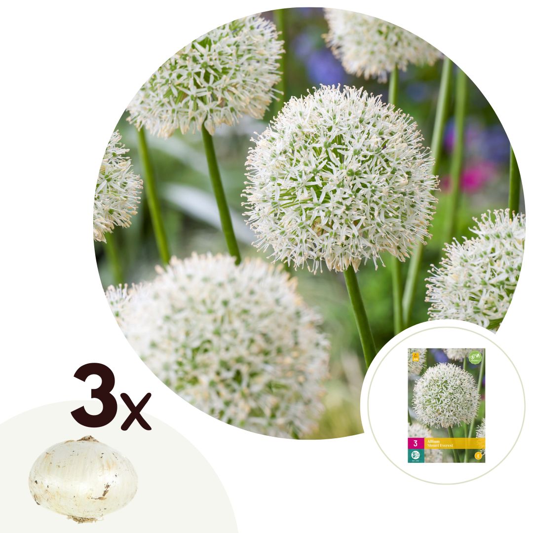 Alliumbollen - Set van 3 - Allium'Mount Everest'- Bloembollen - Wit afbeelding
