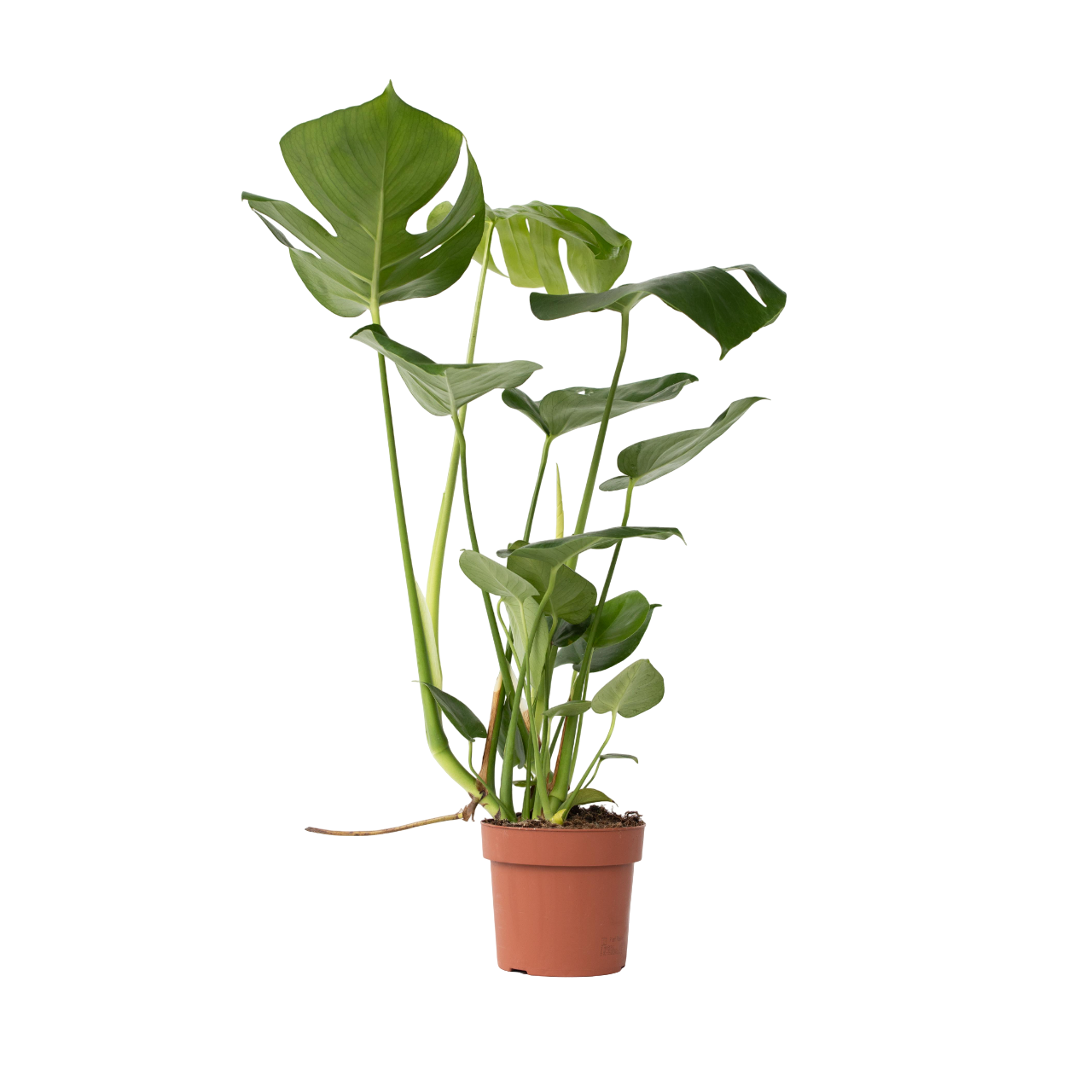 Gatenplant - Monstera deliciosa - Hoogte 50-60cm -⌀17cm afbeelding