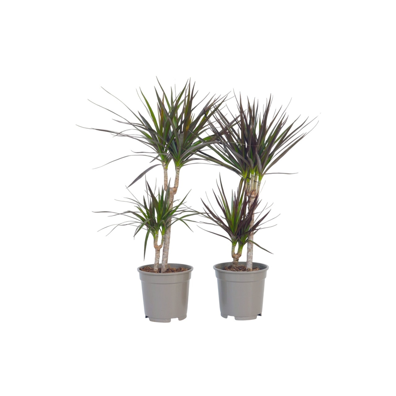 Drakenbloedboom - Set van 2 - Dracaena marginata - Hoogte 70-80cm -⌀17cm afbeelding