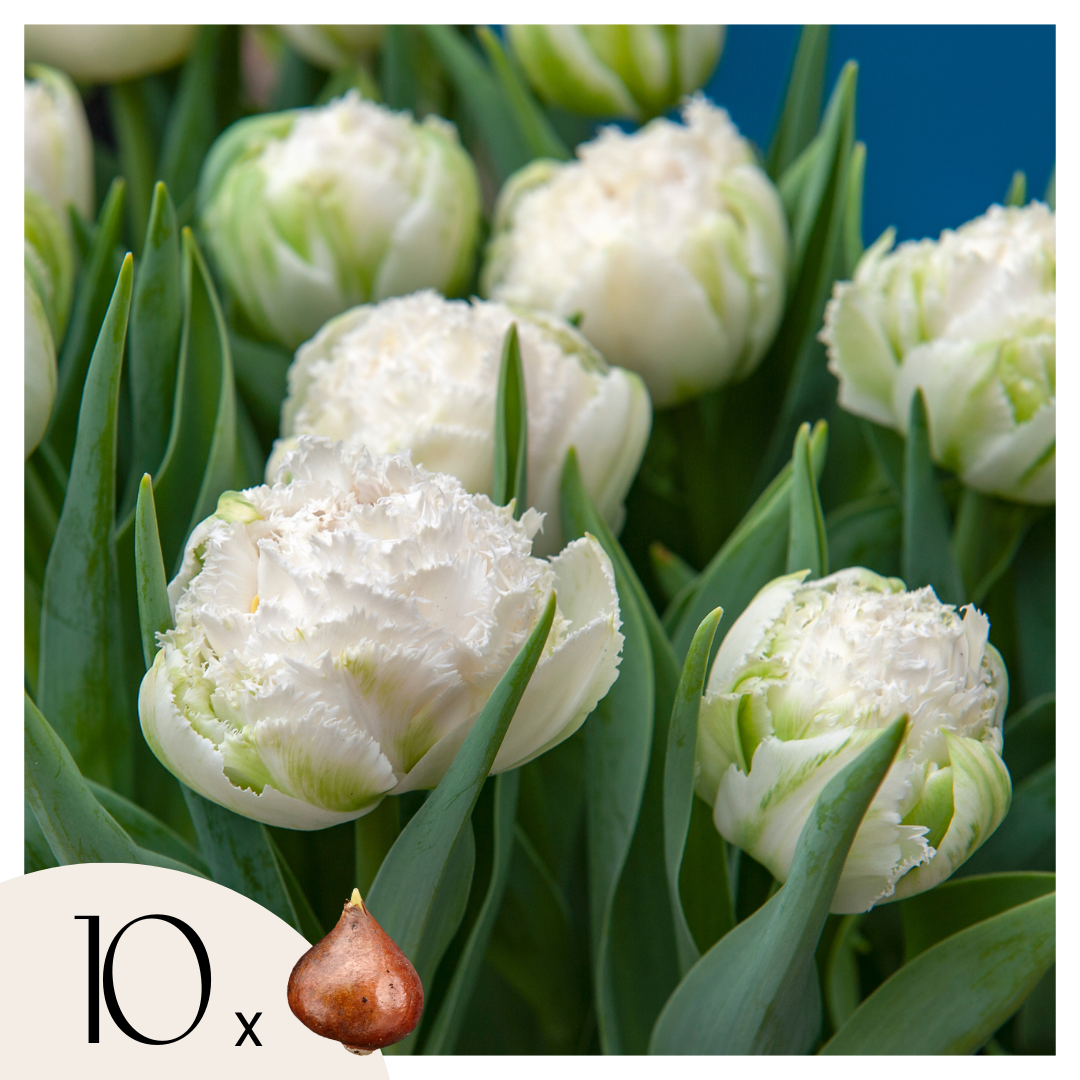 Tulpenbollen - Set van 10 - Tulipa'Snow Crystal'- Bloembollen - Wit afbeelding