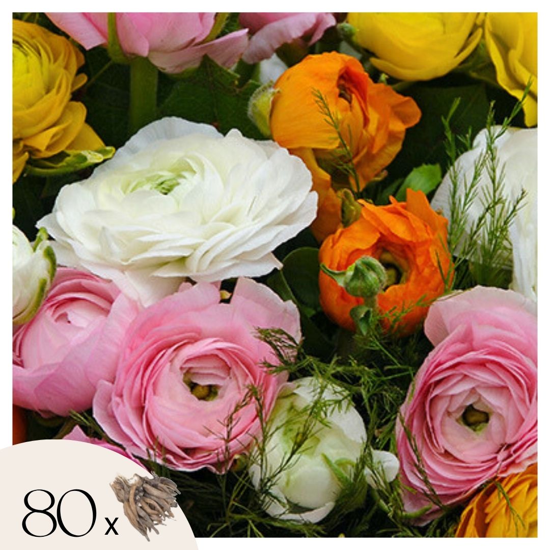 Boterbloem - Set van 80 - Ranunculus - Bloembollen afbeelding