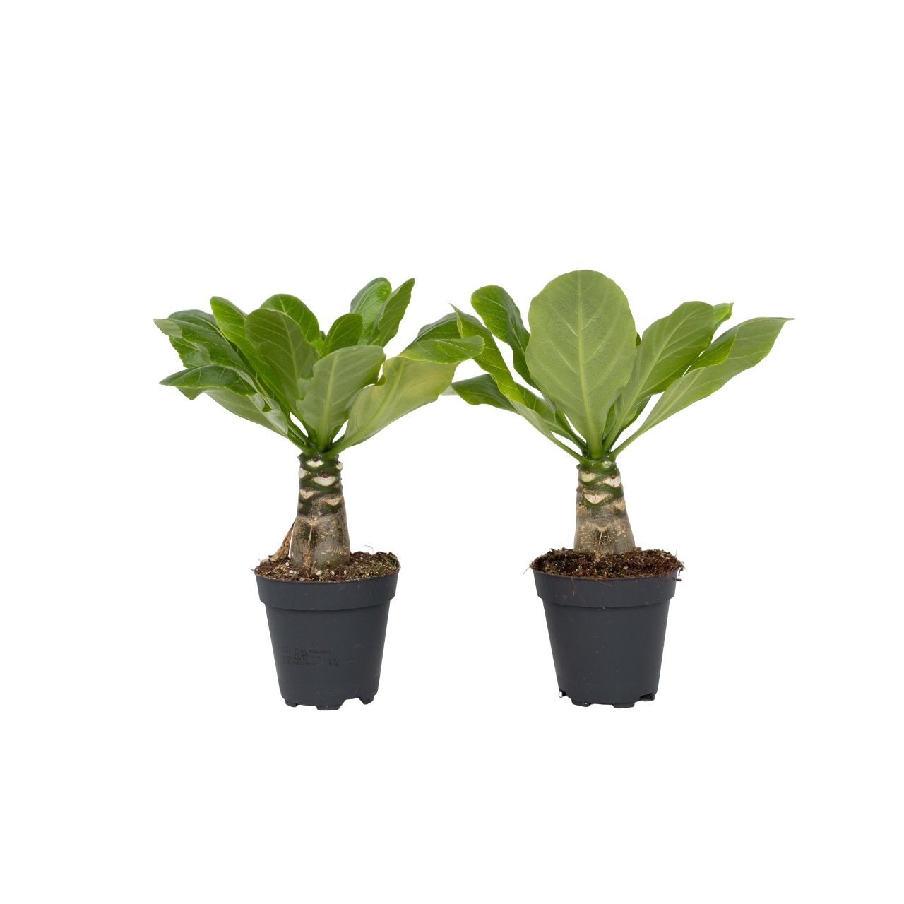 Hawaiipalm - Set van 2 - Brighamia'Insignis'- Hoogte 25-35cm -⌀12cm afbeelding