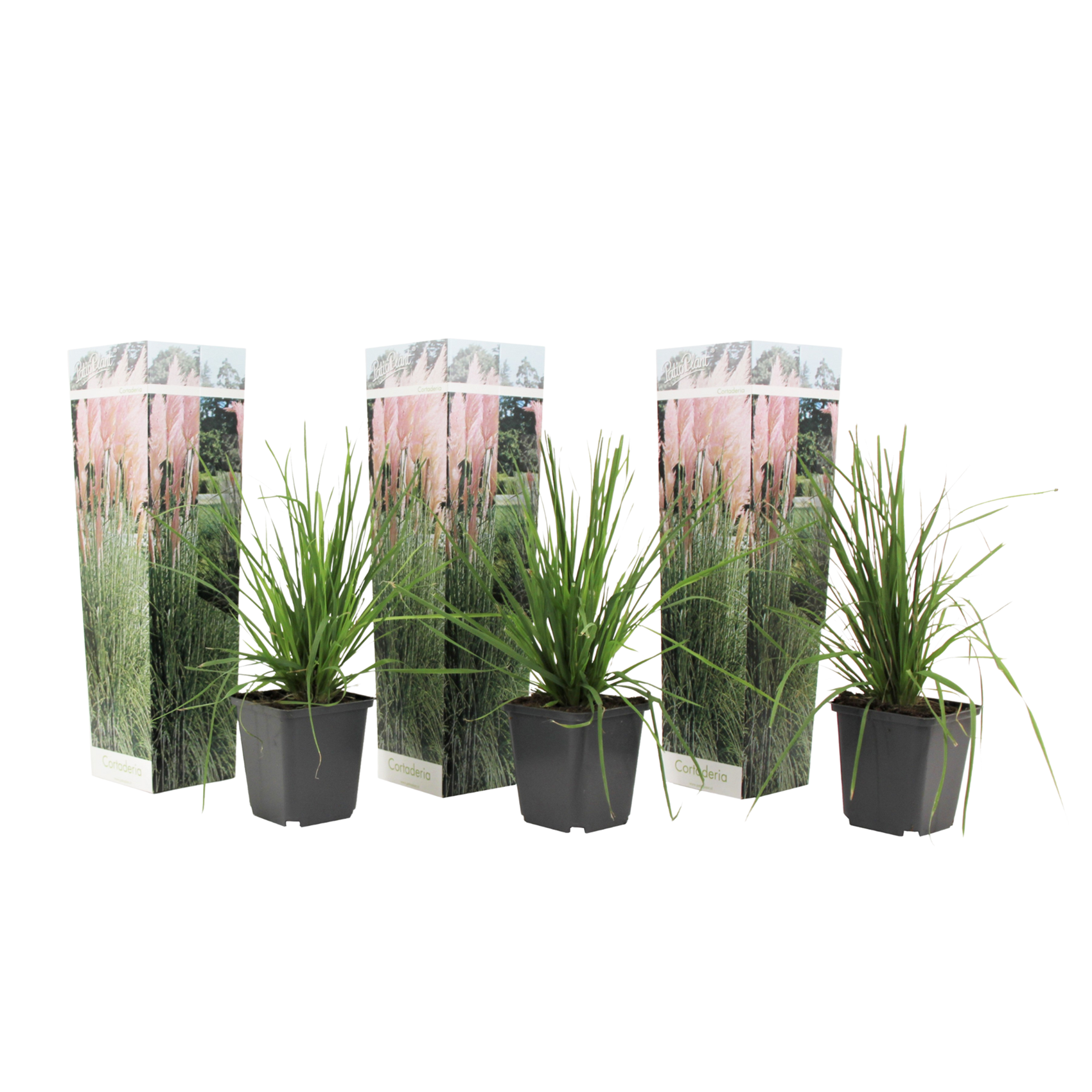 Pampasgras - Set van 3 - Cortaderia selloana - Hoogte 25-40cm -⌀9cm afbeelding