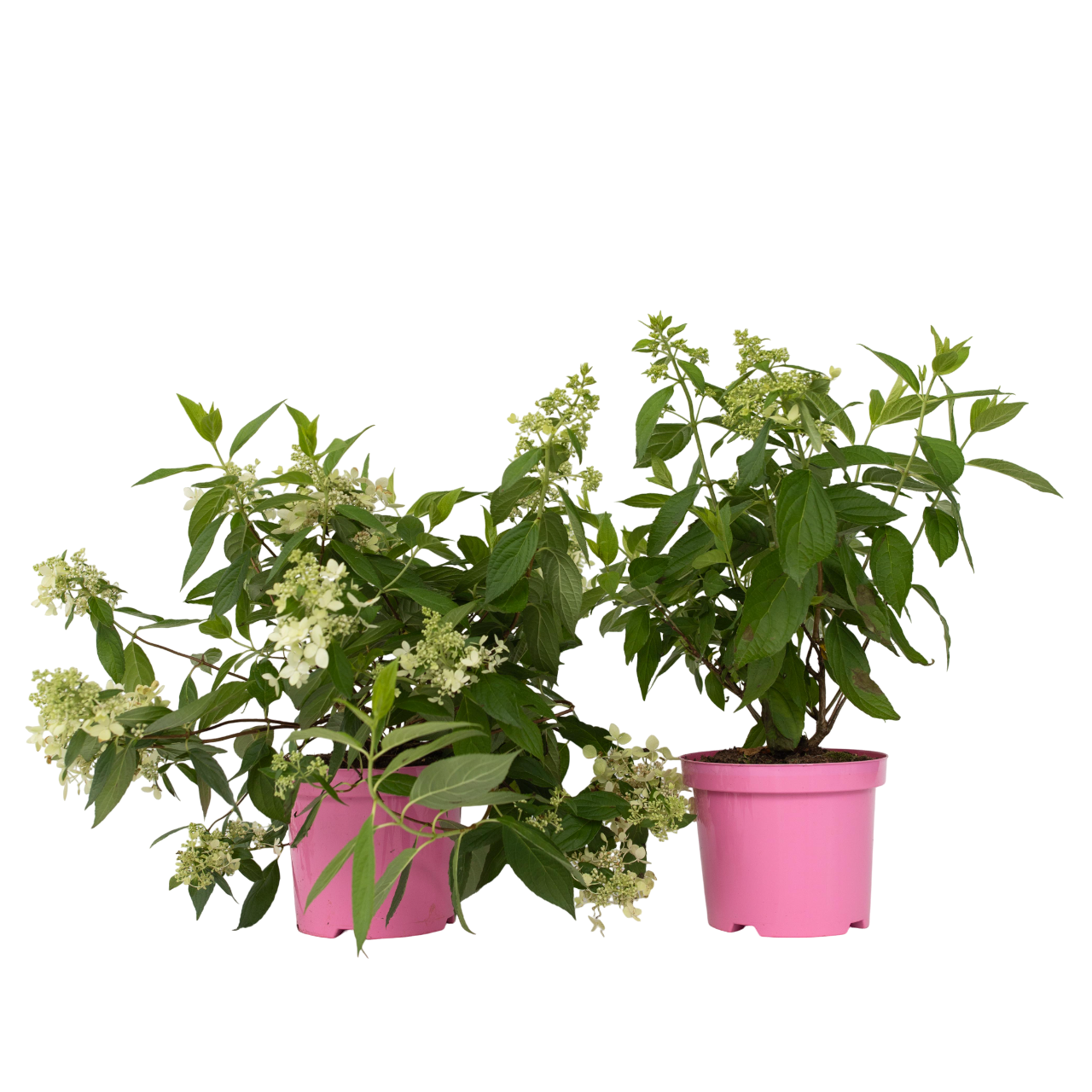 Pluimhortensia - Set van 2 - Hydrangea'Confetti'- Hoogte 25-40cm -⌀19cm afbeelding