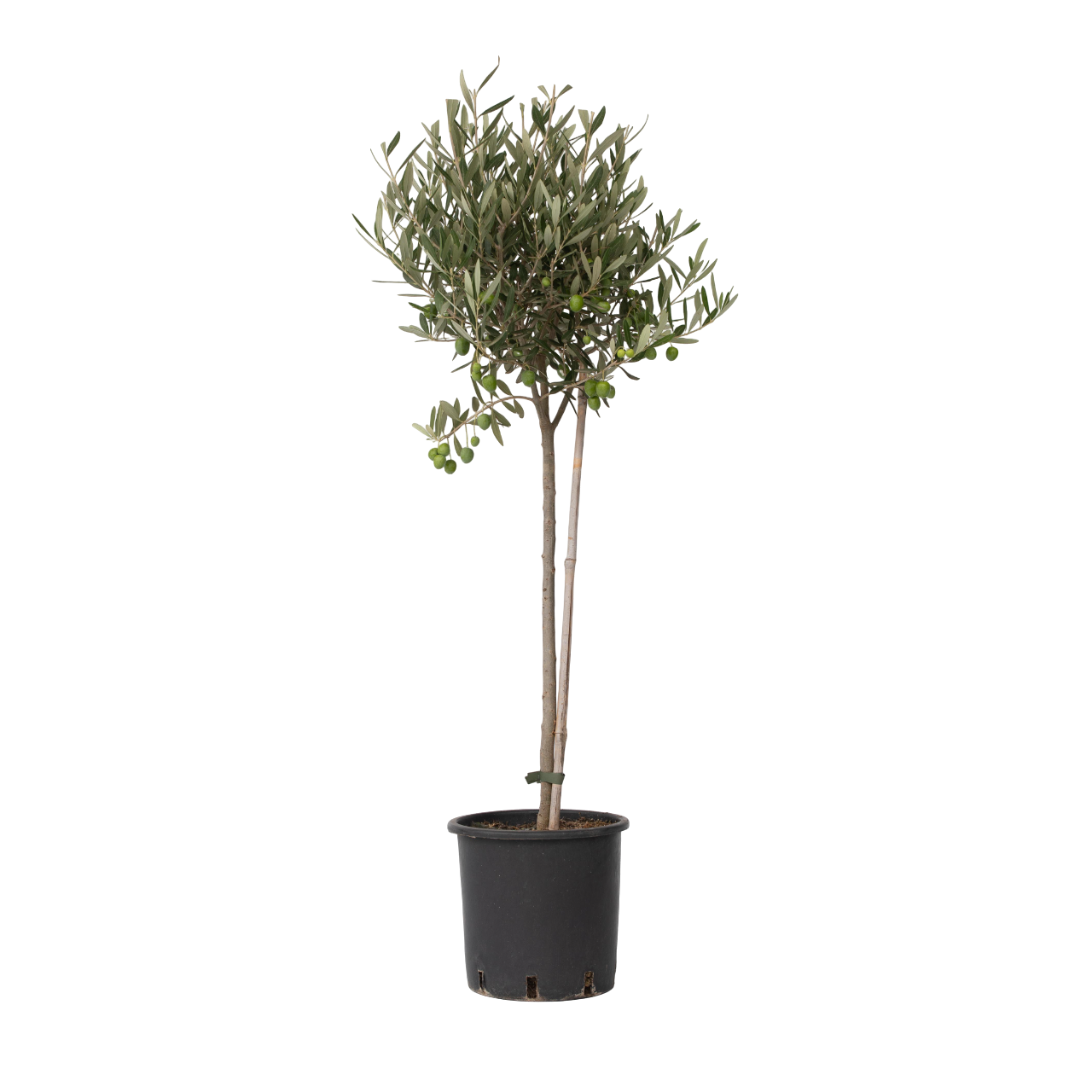 Olijfboom - Olea europaea - Hoogte 80-90cm -⌀19cm afbeelding