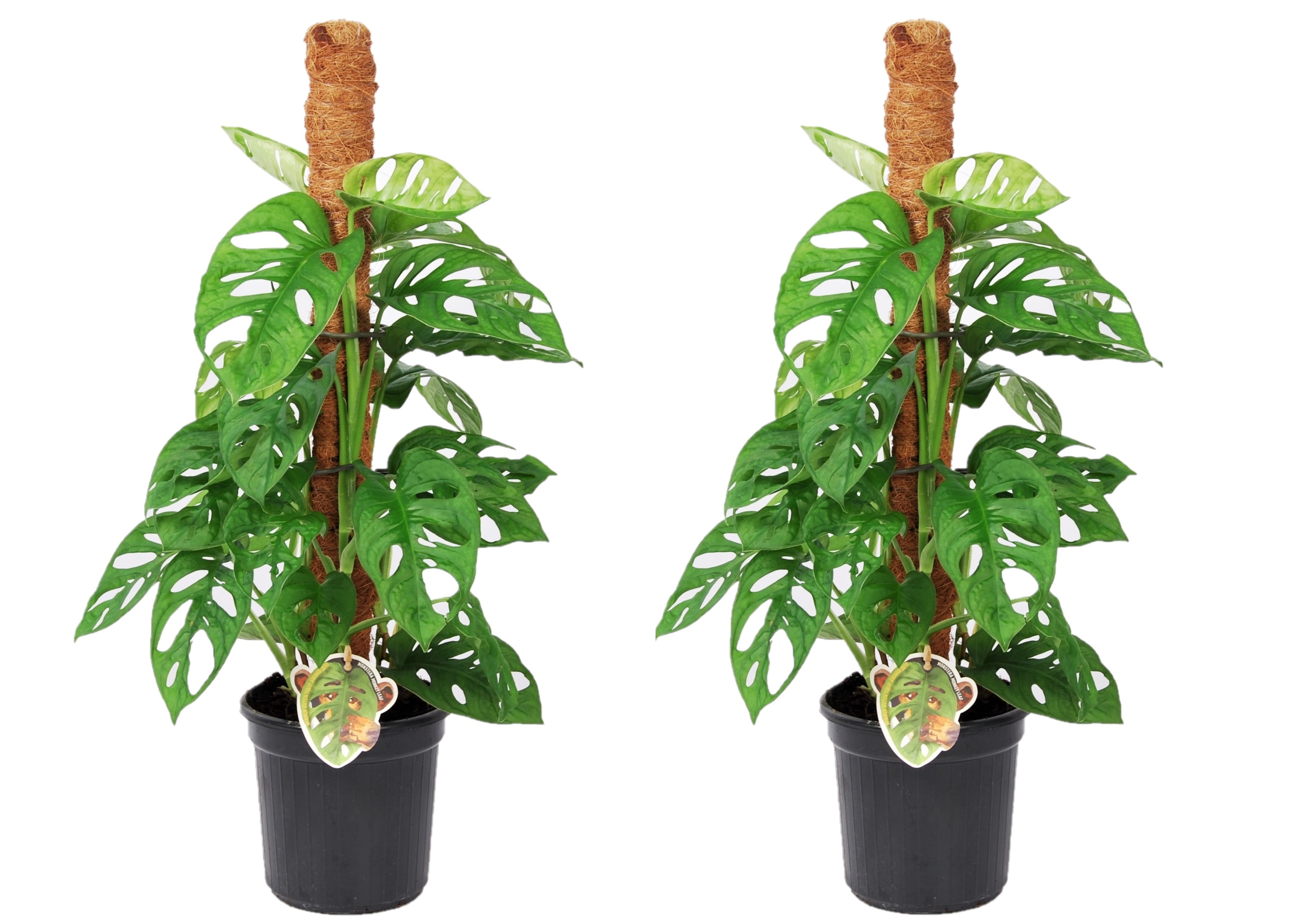 Gatenplant - Set van 2 - Monstera'Monkey Mask'- Hoogte 60-70cm -⌀16cm afbeelding