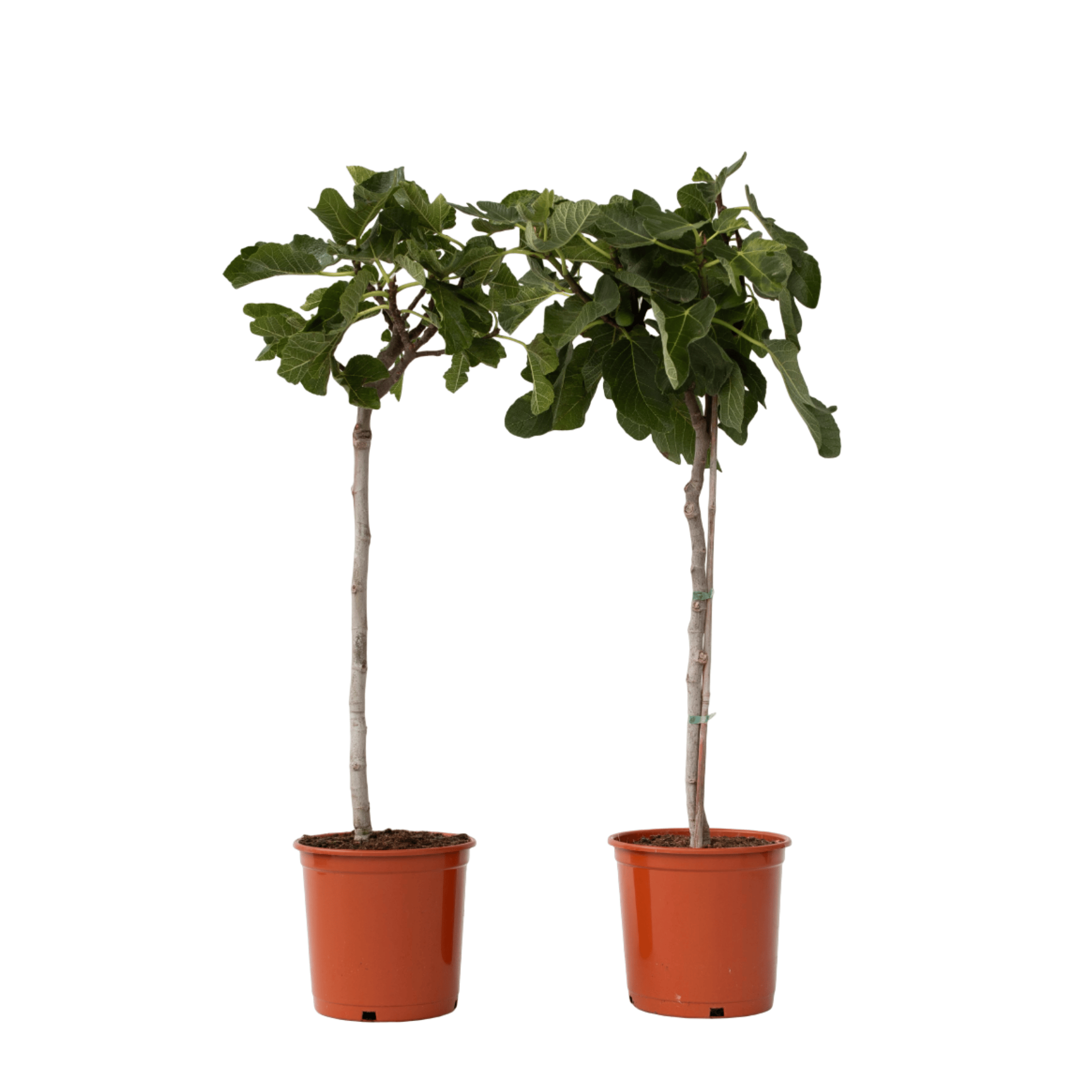 Vijgenboom - Set van 2 - Ficus Carica - Hoogte 70-90cm -⌀21cm afbeelding
