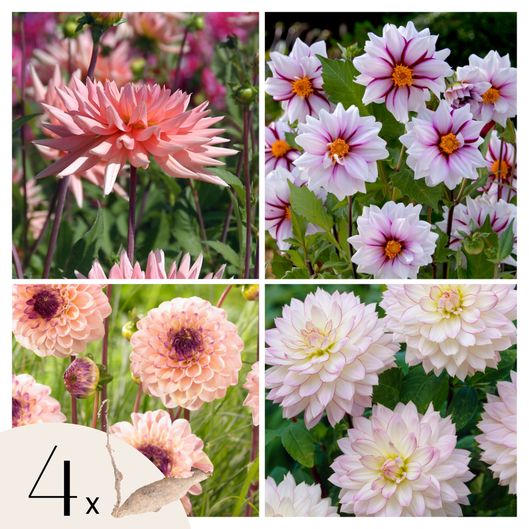 Dahliaknollen - Set van 4 - Dahlia'Salmon Love'- Roze afbeelding