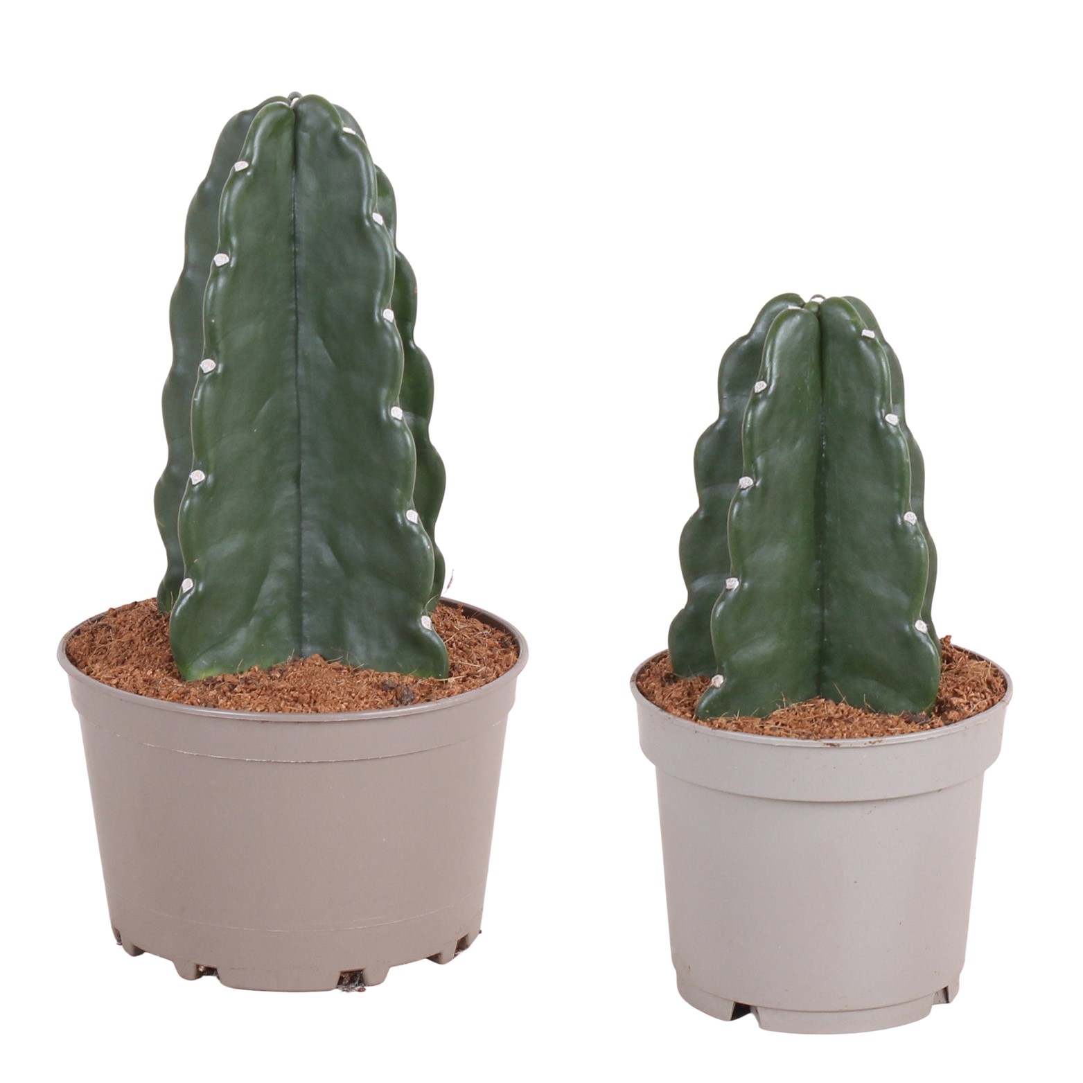Knuffelkaktus - Set van 2 - Cereus jamacaru - Hoogte 25-30cm -⌀18cm afbeelding