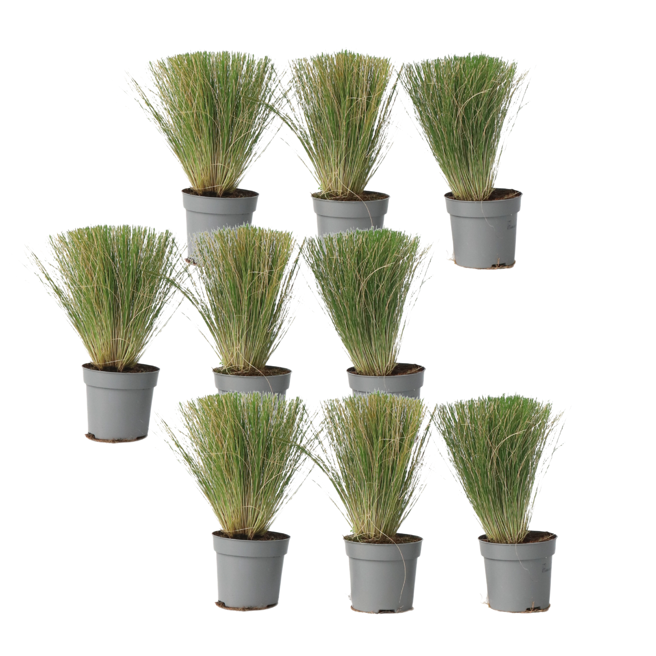 Vedergras - Set van 9 - Stipa tenuifolia'Pony Tails'- Hoogte 20-30cm -⌀9cm afbeelding
