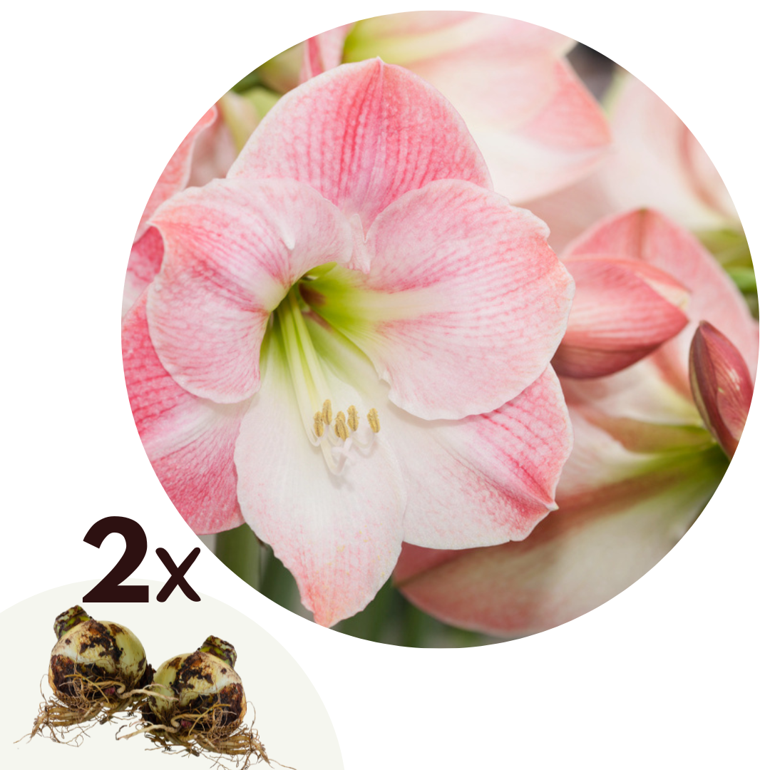 Amaryllis - Set van 2 - Hippeastrum - Bloembol - Rood afbeelding