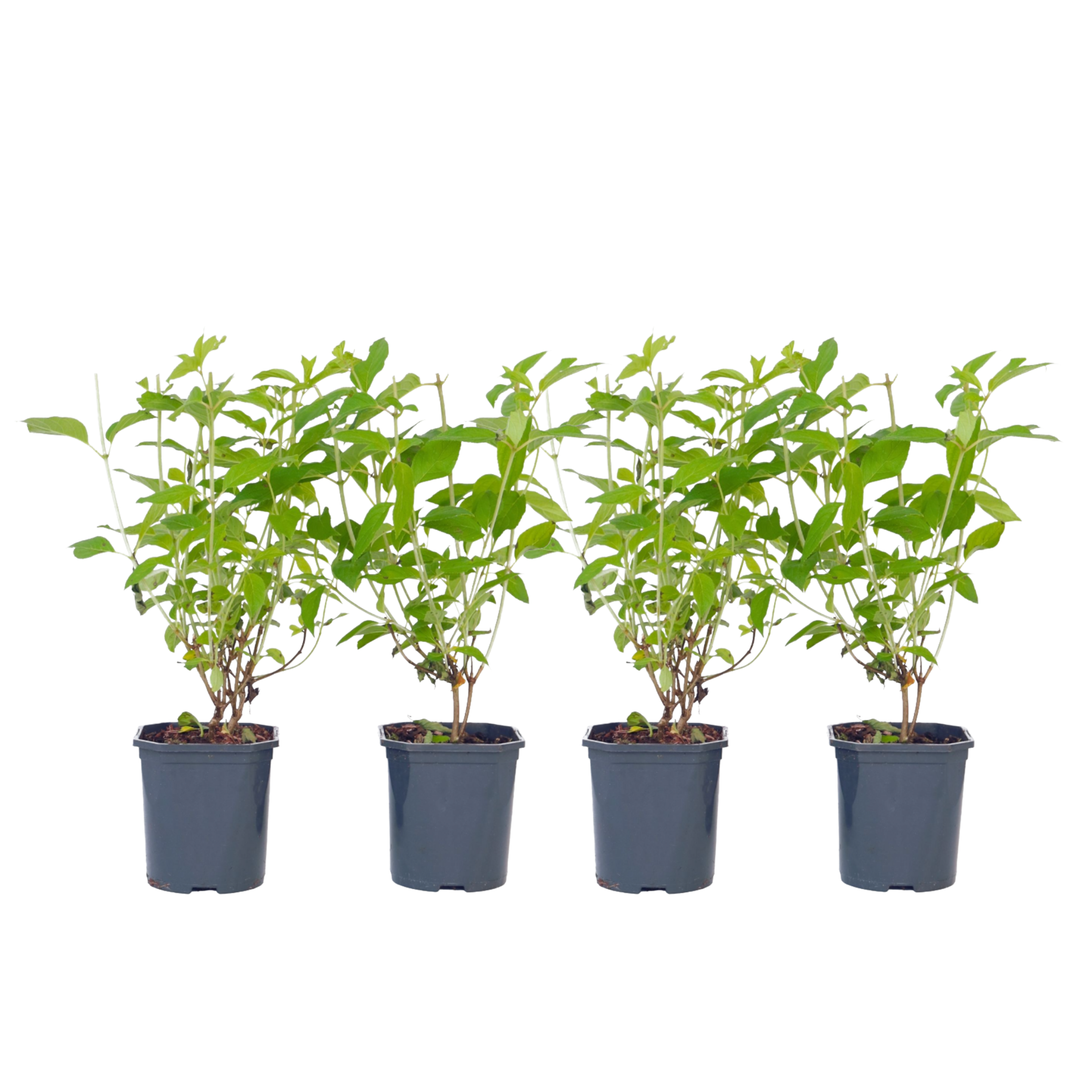 Pluimhortensia - Set van 4 - Hydrangea'Grandiflora'- Hoogte 30-40cm -⌀17cm afbeelding