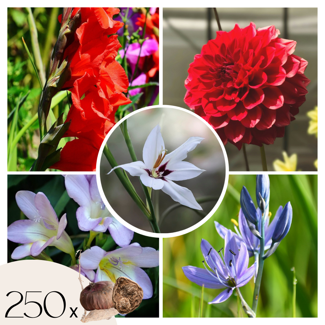 Hollandse bloembollen - Set van 250 - Gladiolus, Dahlia, Freesia afbeelding