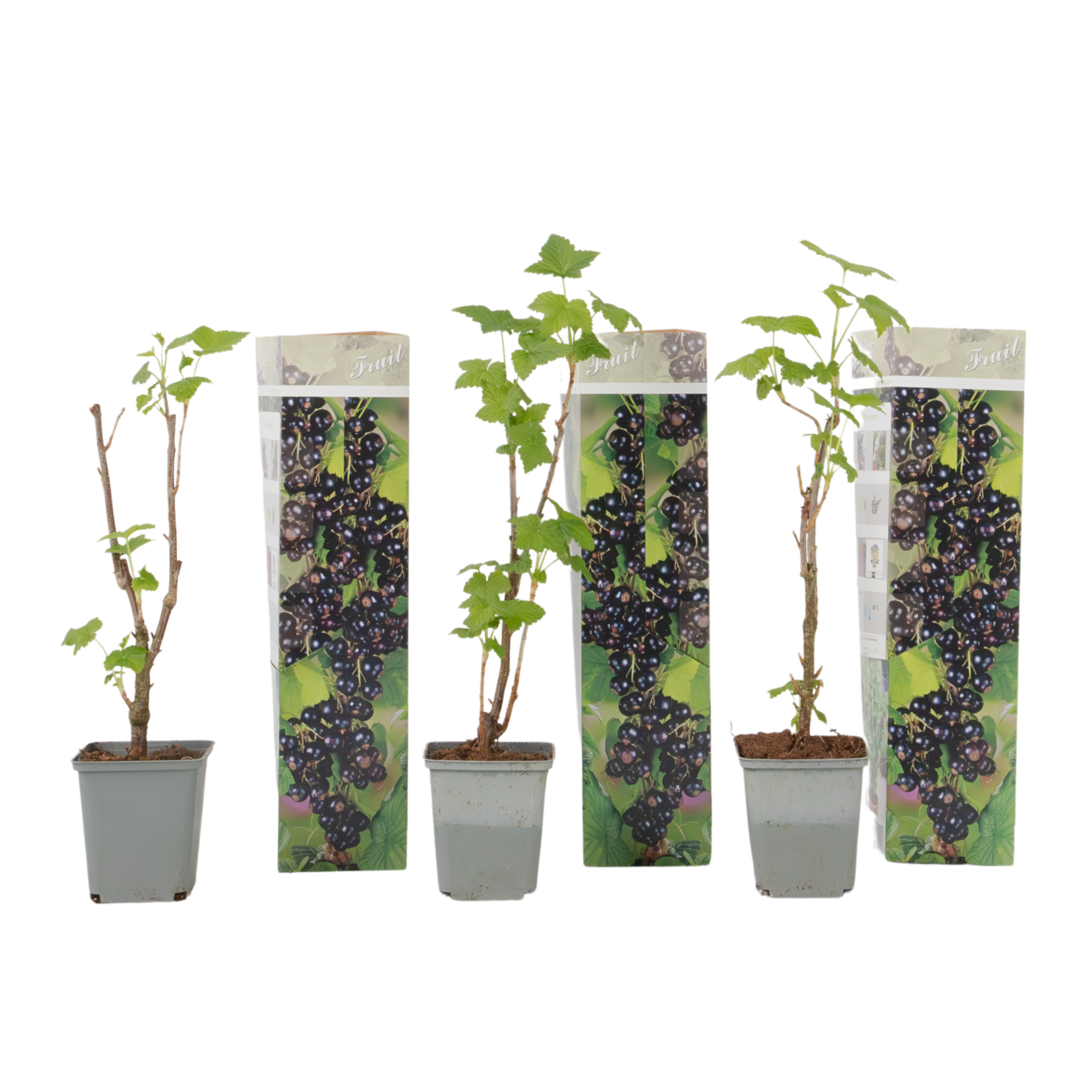 Zwarte bes - Set van 3 - Ribes Nigrum - Hoogte 25-40cm -⌀9cm afbeelding