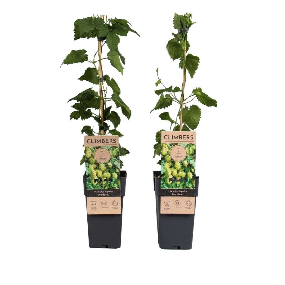 Hopplant - Set van 2 - Humulus lupulus'Nordbrau'- Hoogte 50-60cm -⌀15cm afbeelding