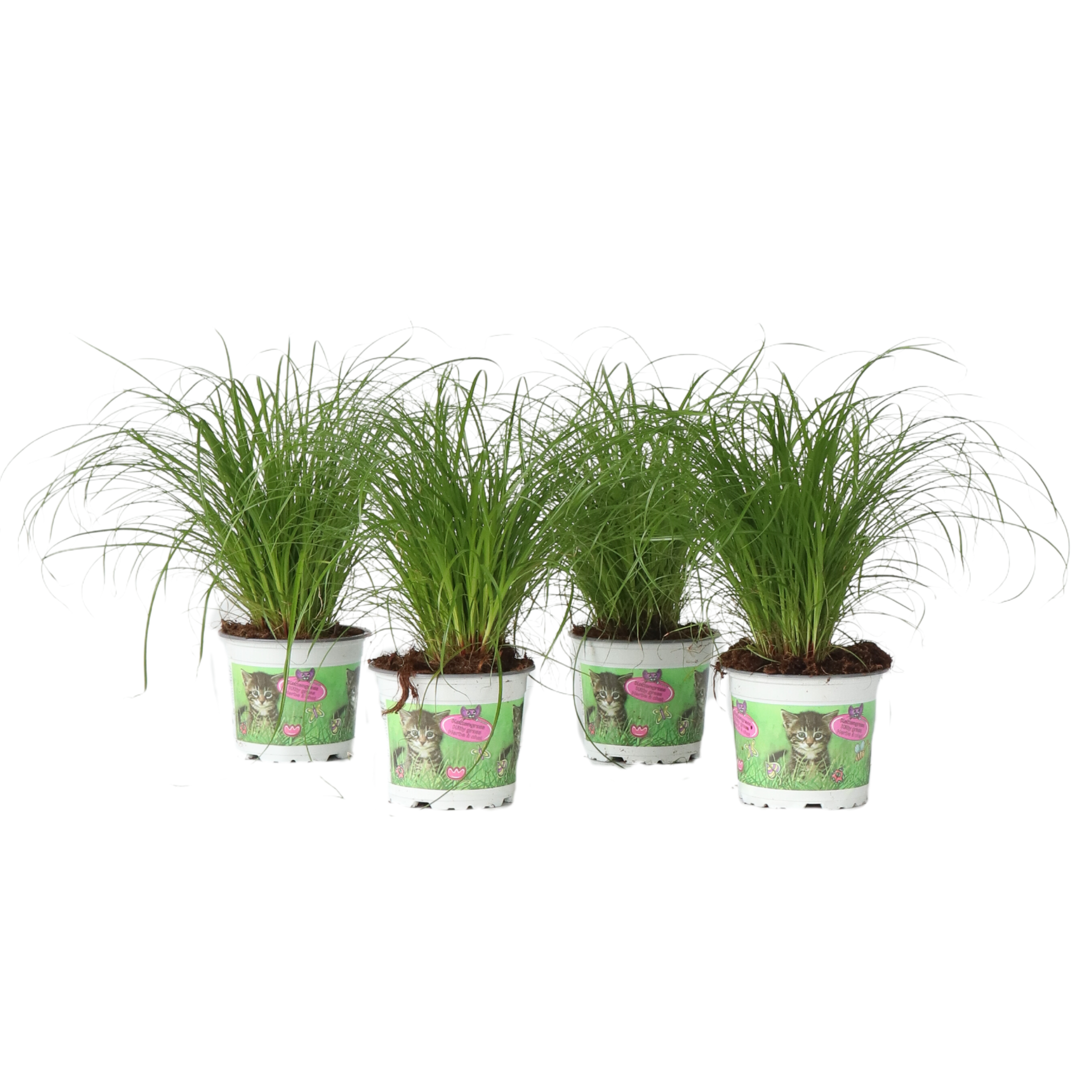 Kattengras - Set van 4 - Cyperus zumula - Hoogte 30-40cm -⌀12cm afbeelding