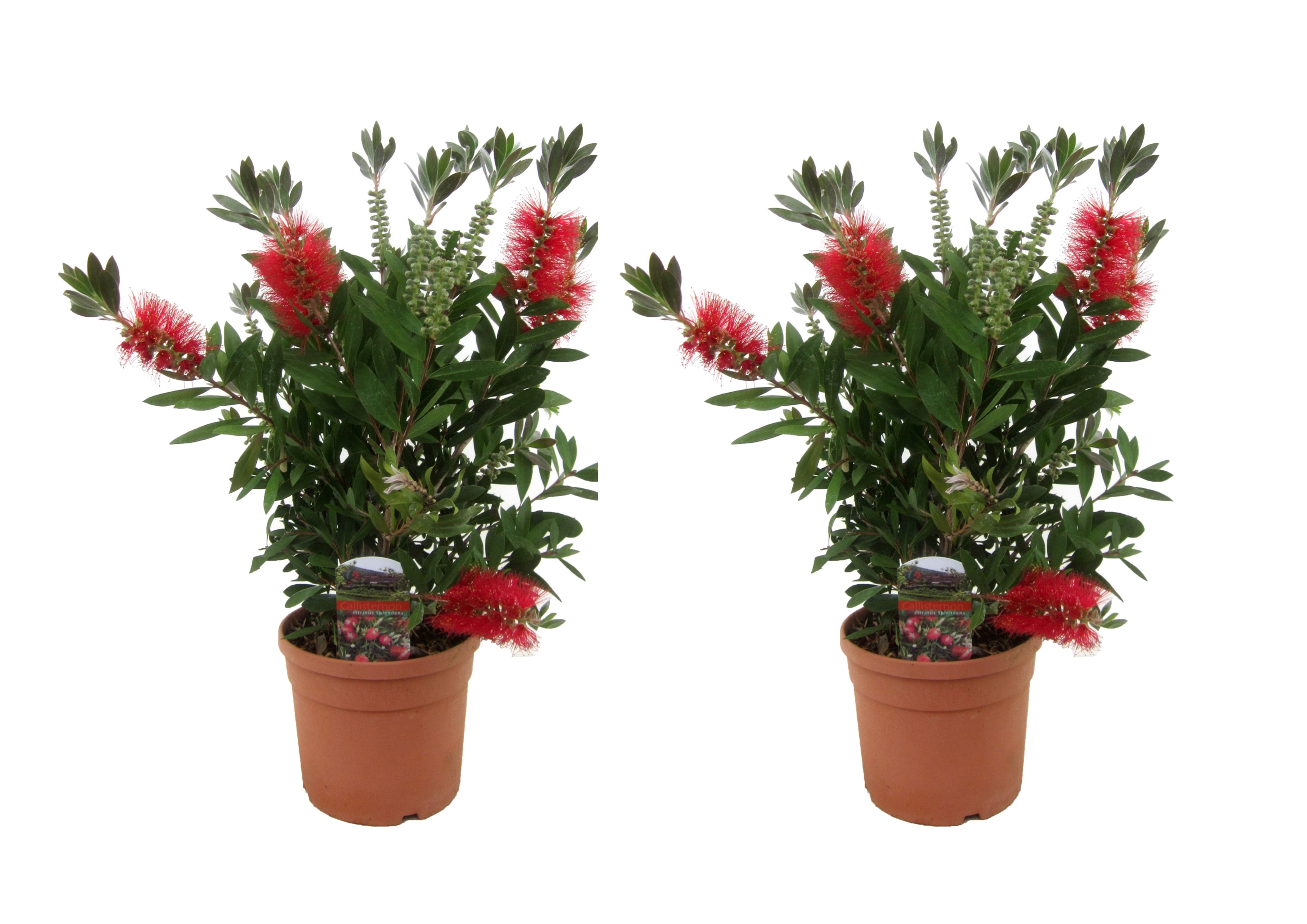 Lampenpoetsersplant - Set van 2 - Callistemon Splendens - Hoogte 40-50cm -⌀19cm afbeelding